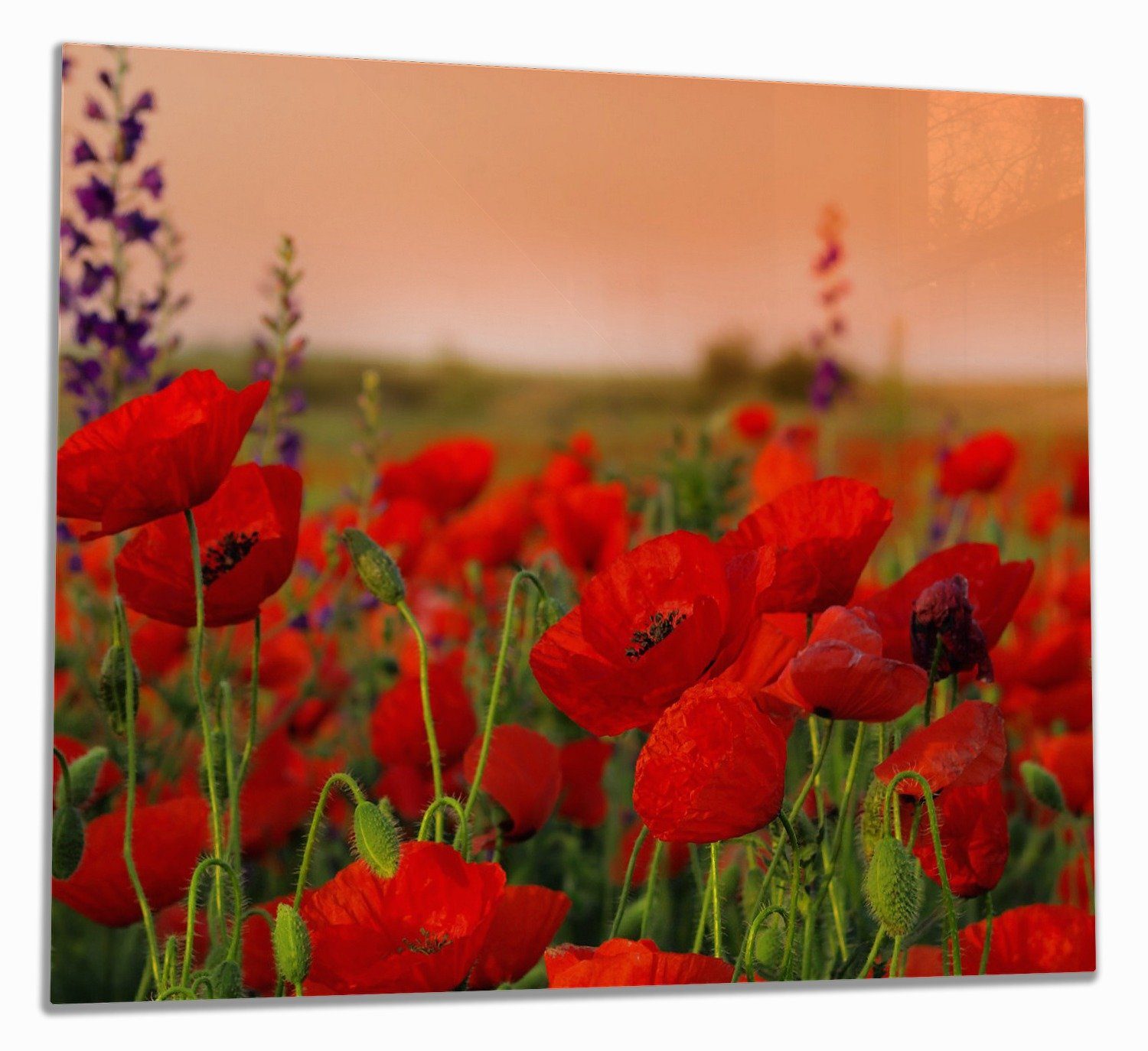 Herd-Abdeckplatte Mohnblumen auf dem Feld