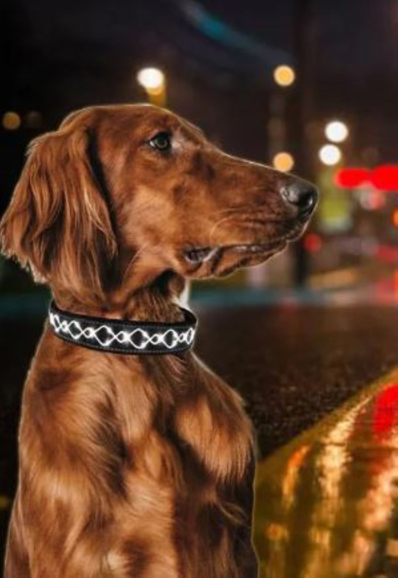 Illes-Laedchen Hunde-Halsband Hundehalsband LED Halsband Blinklicht wiederaufladbar USB