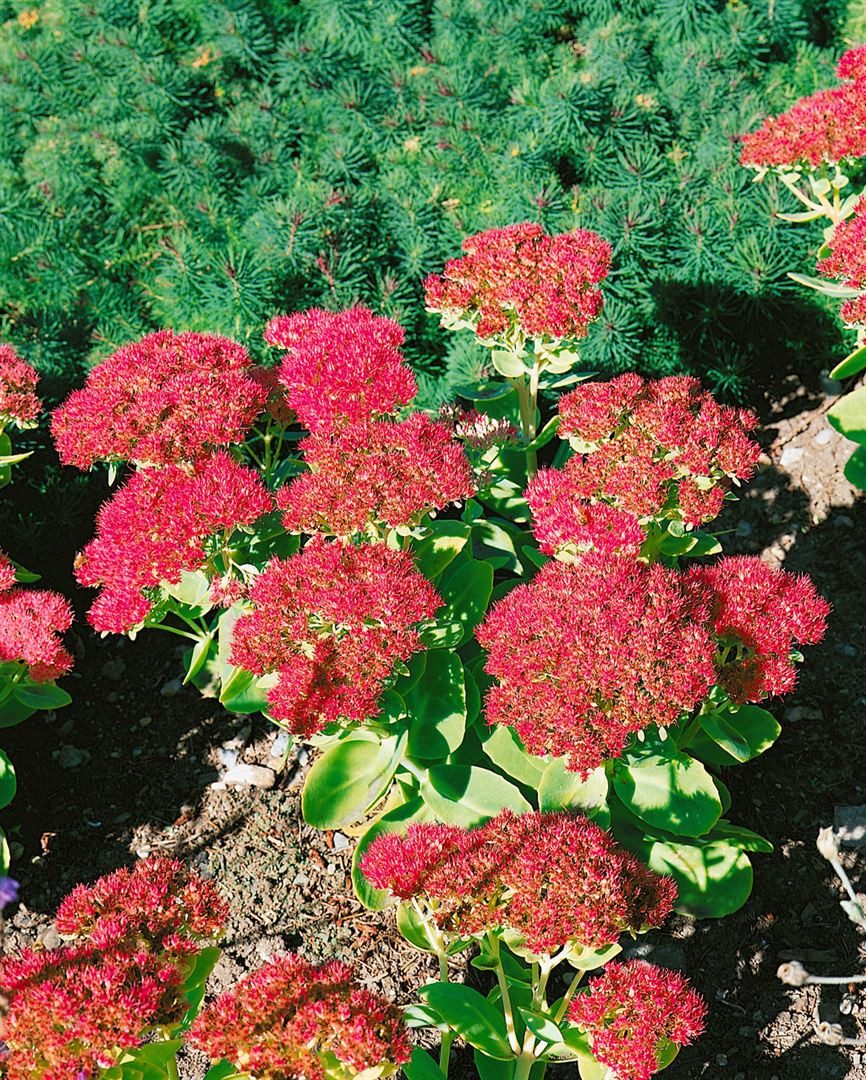 Pflanzen für Dich Staude Sedum spectabile Brillant, 1 St., Prächtige Fetthenne, Herbstfreude