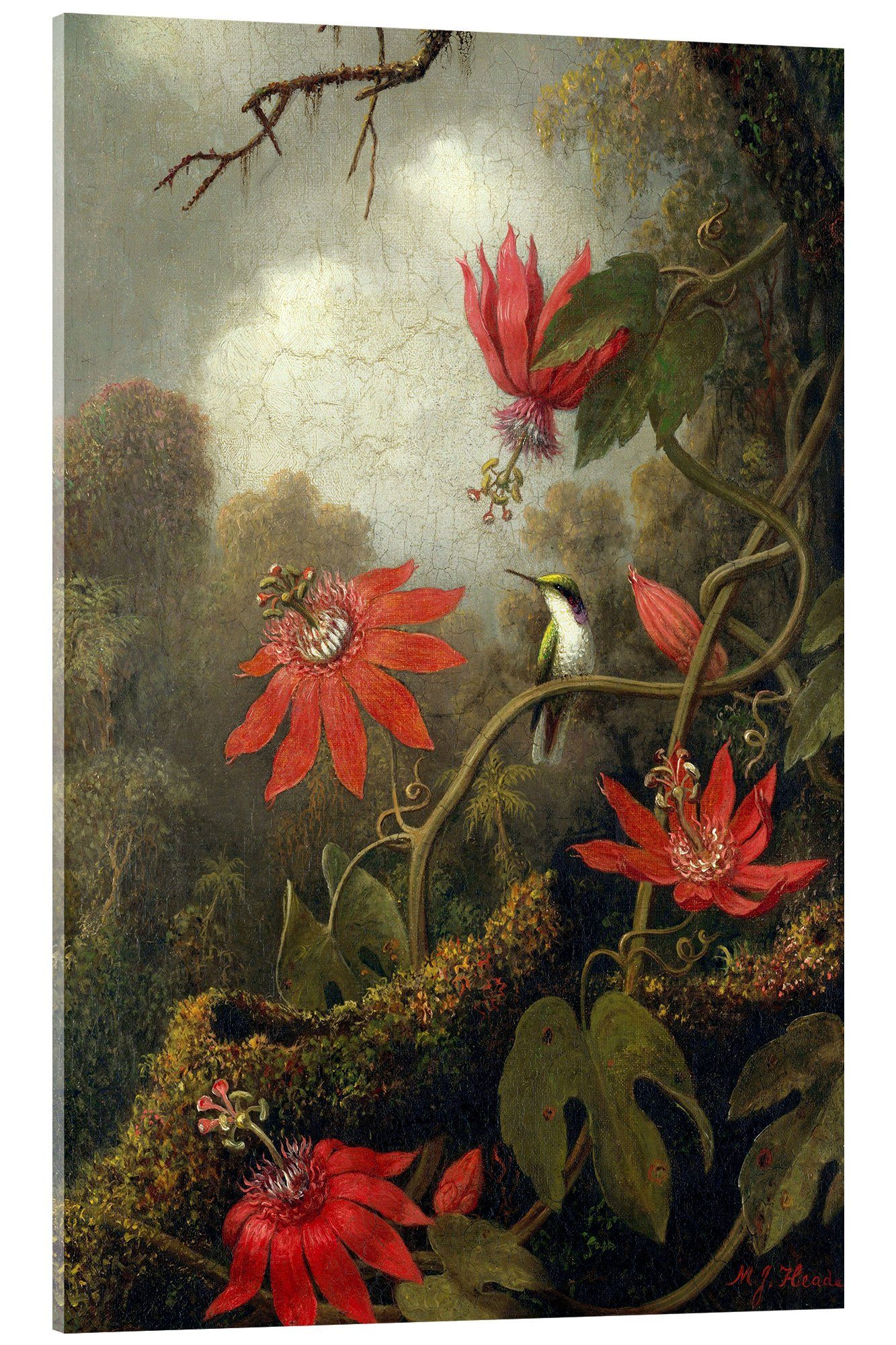 Posterlounge Wandbild Kolibri und Passionsblumen, Martin Johnson Heade, erhältlich als Poster, Leinwandbild, Wandsticker oder Acrylglasbild