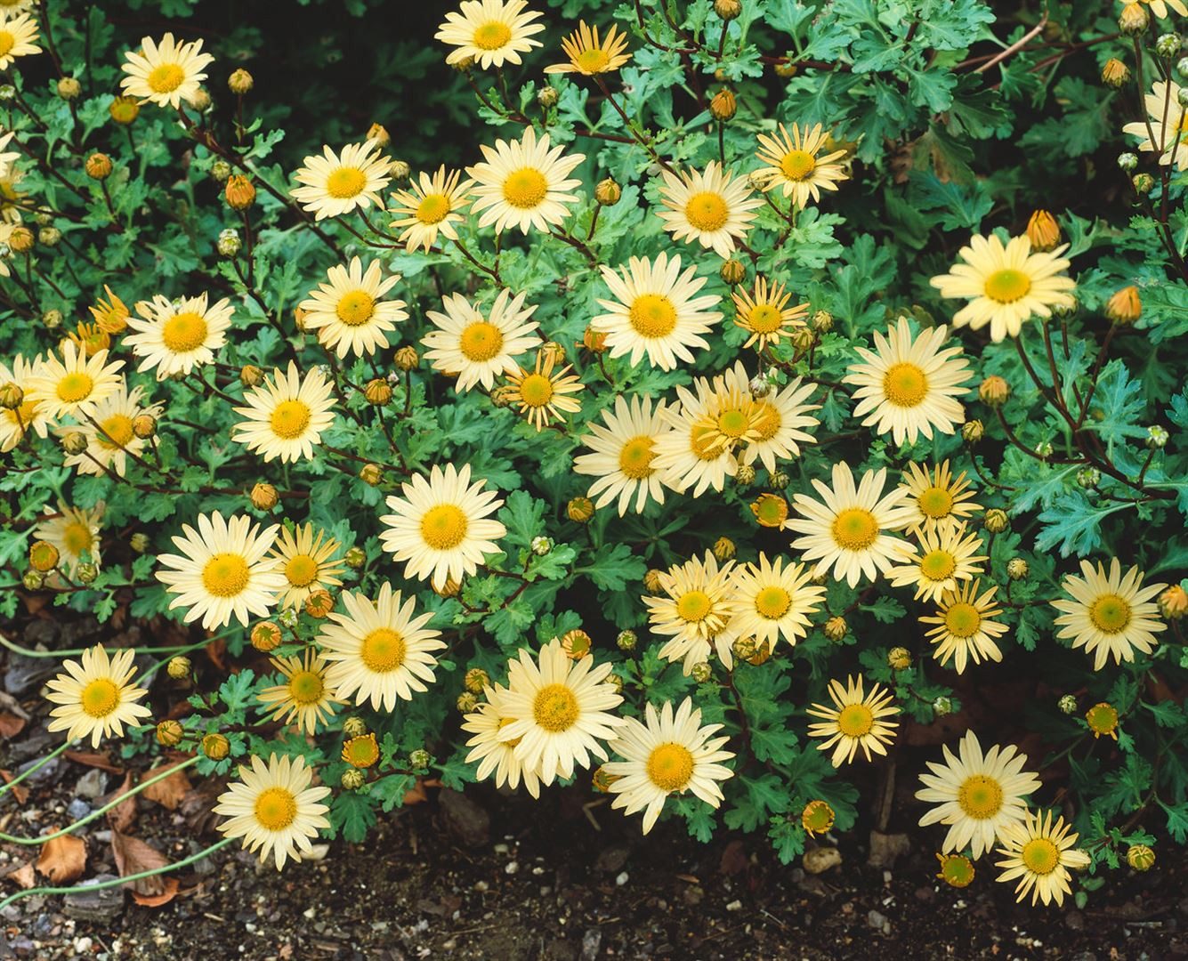 Pflanzen für Dich Staude Chrysanthemum Arcticum-Hybride 'Schwefelglanz', 1 St., Chrysantheme, Winteraster
