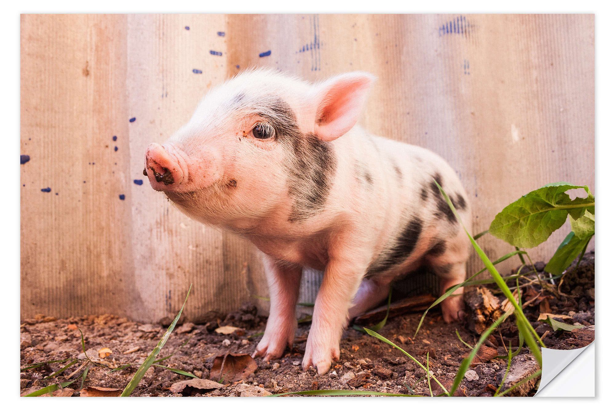 Posterlounge Wandbild Du kleines Ferkel, Editors Choice, erhältlich als Poster, Leinwandbild, Wandsticker oder Acrylglasbild