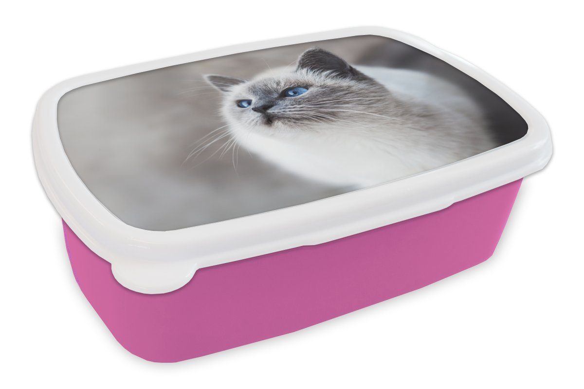 MuchoWow Lunchbox Katzen - Haustiere - Augen - Blau, Kunststoff, (2-tlg), Brotbox für Erwachsene, Brotdose Kinder, Snackbox, Mädchen, Kunststoff rosa