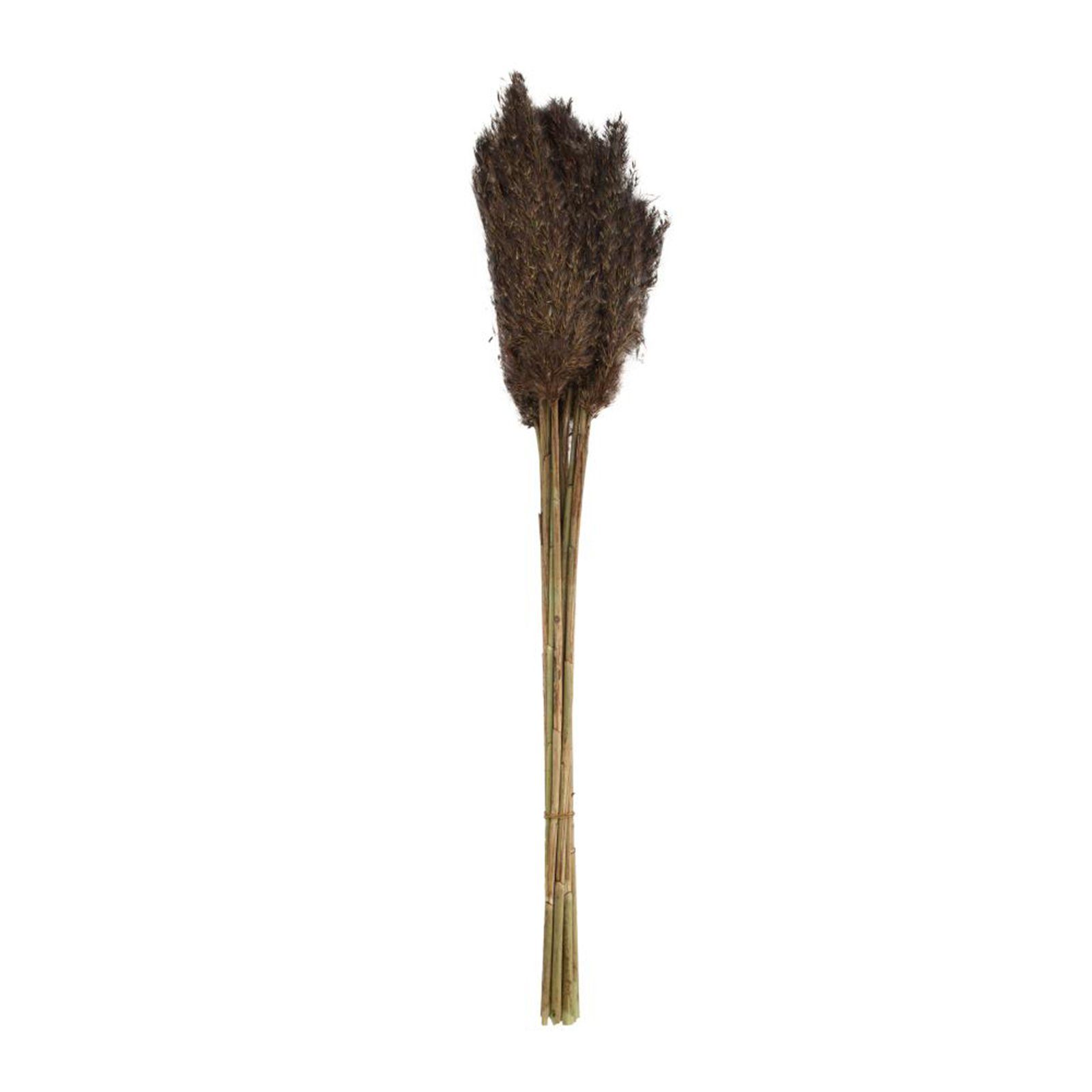 Trockenblume Pfahlrohr dunkelgrün - Wild reed plume - Arundo donax - 75 cm - 10 Stück, DIJK