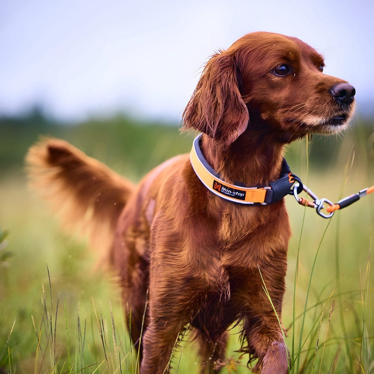 Non-stop dogwear Hunde-Halsband Halsband Protector Collar orange