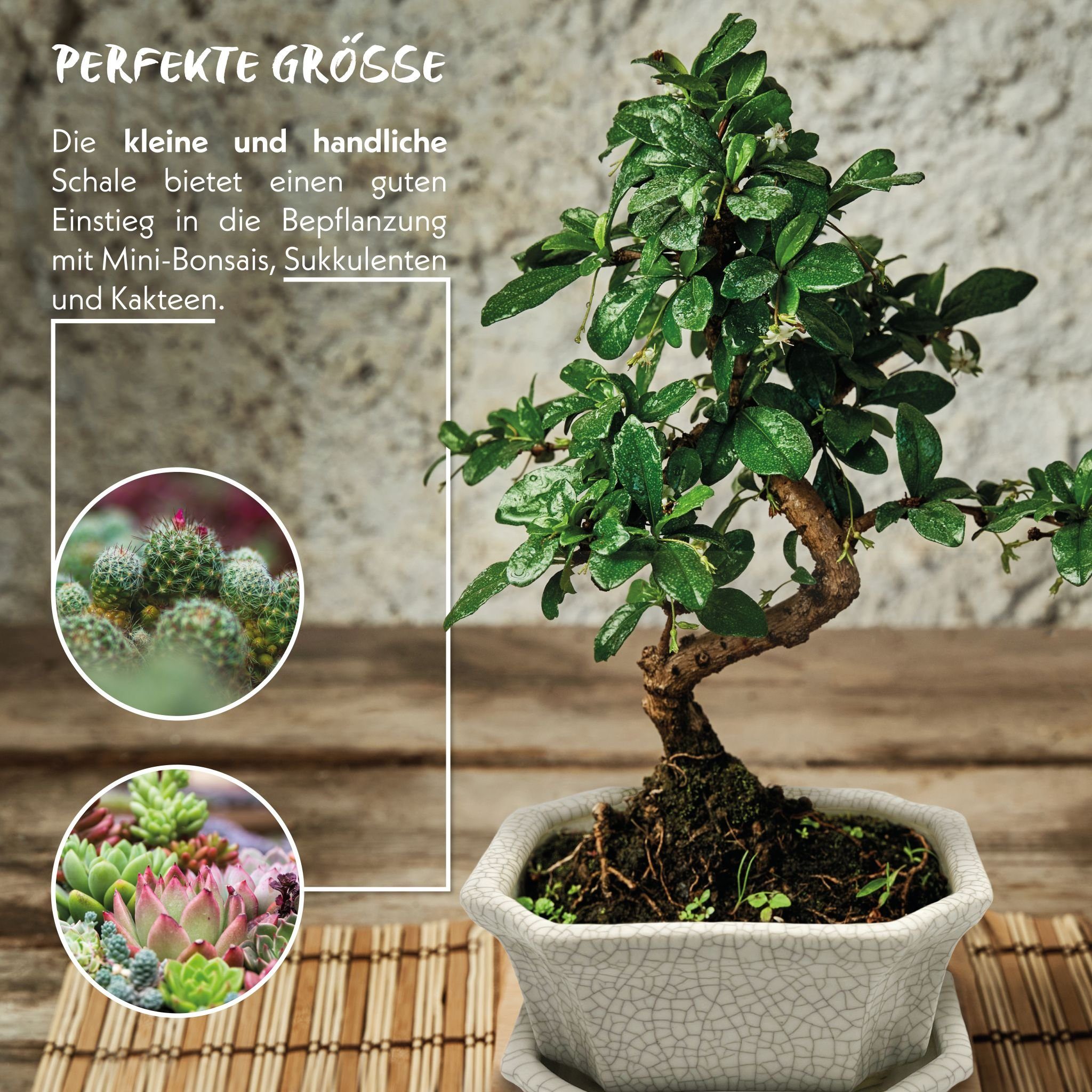 in 9 6,5 Grau x Keramik Untersetzer aus - cm HappySeed Pflanzschale x Schale 11 mit Bonsai