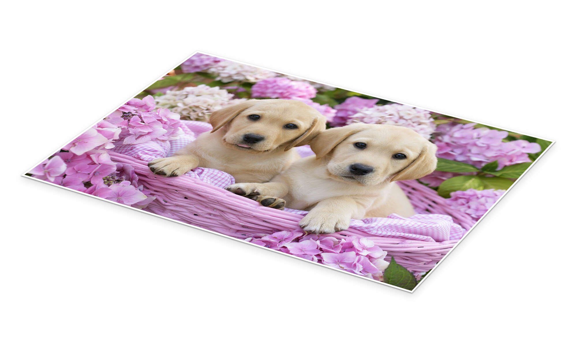 Posterlounge Wandbild Labradorwelpen im Körbchen, Greg Cuddiford, erhältlich als Poster, Leinwandbild, Wandsticker oder Acrylglasbild