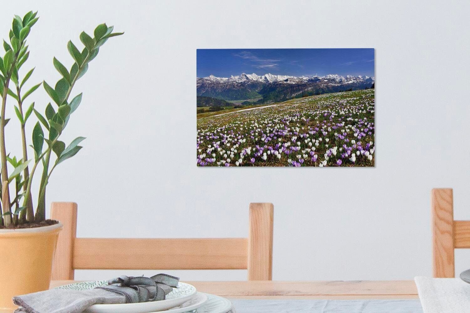 30x20 Berner Wandbild Krokuswiese cm Wanddeko, Leinwandbild oberhalb OneMillionCanvasses® St), Aufhängefertig, (1 der der in Alpen Leinwandbilder, Schweiz,