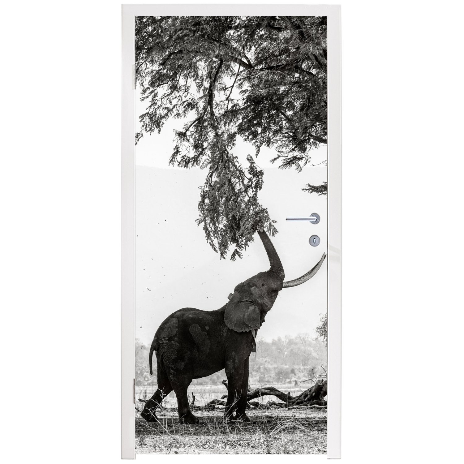 - Tür, Türtapete bedruckt, Fototapete (1 weiß, Schwarz und - Elefant Baum 75x205 Türaufkleber, - St), Tiere cm Matt, für MuchoWow