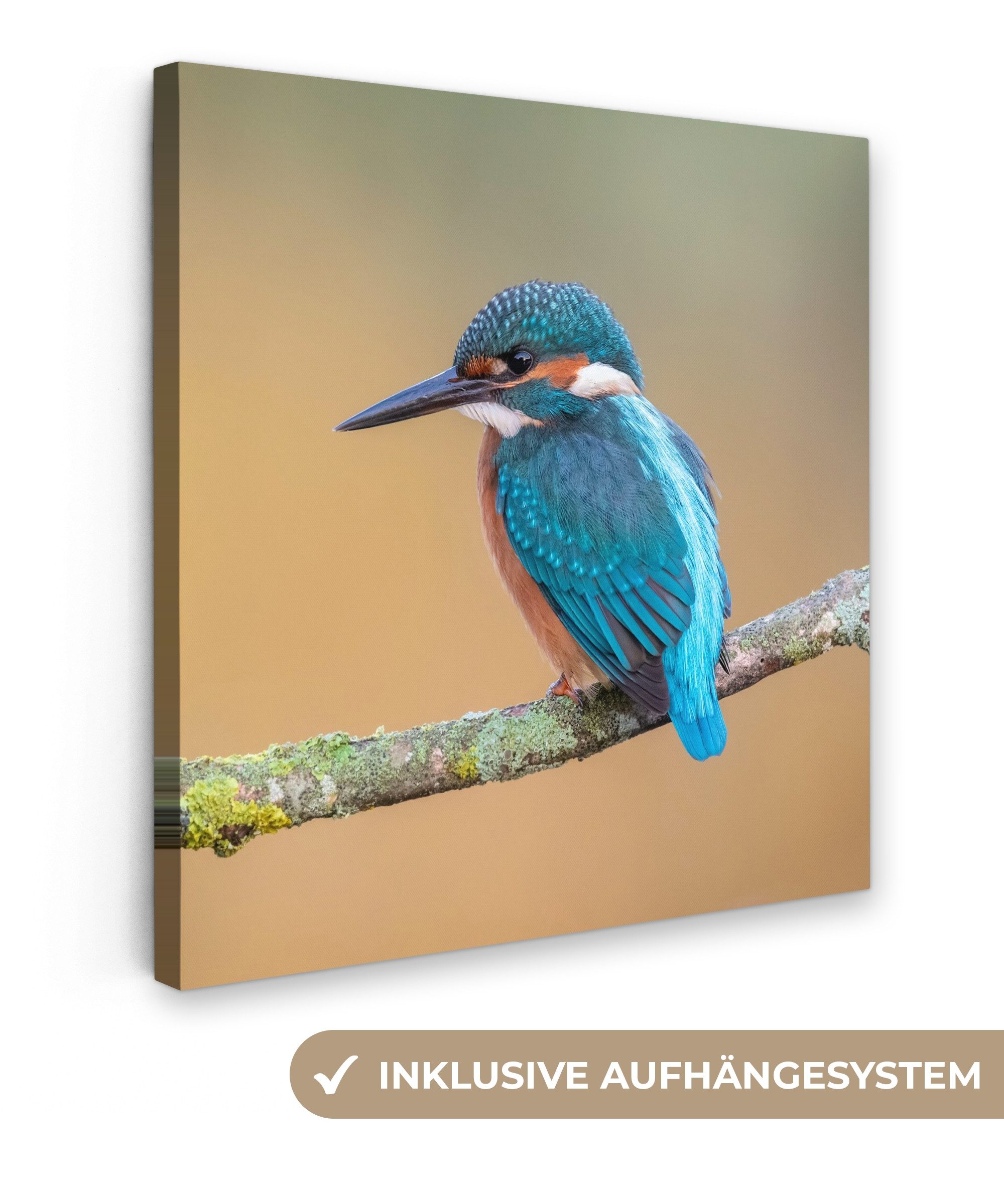 OneMillionCanvasses® Leinwandbild Vogel - Eisvogel - Tiere - Zweig, Fotodru günstig online kaufen