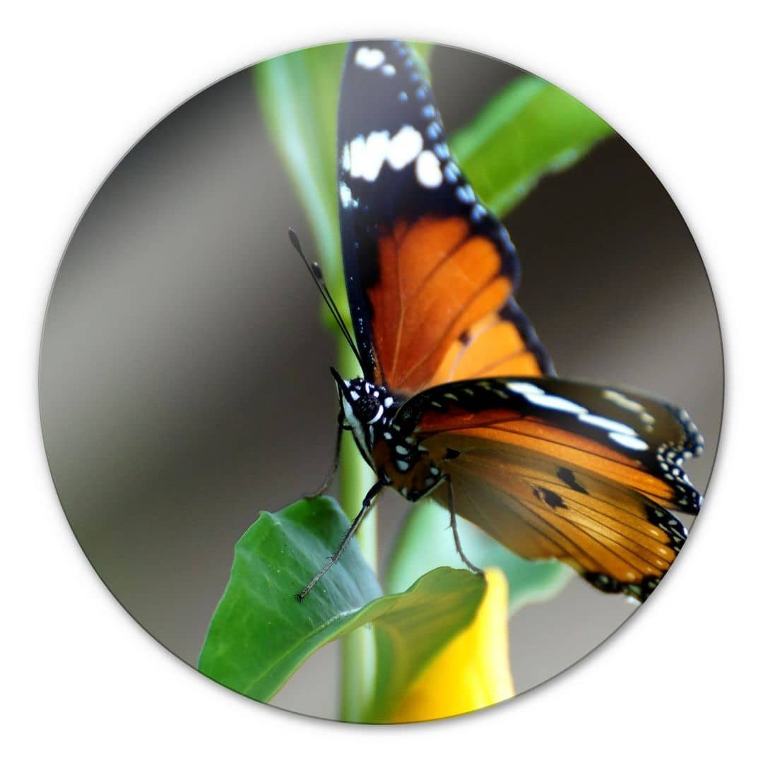 K&L Wall Art Glasbild Glas Wandbild Rund Glasbild Kleiner Falter Schmetterling Fotografie, Wandschutz Deko Bilder