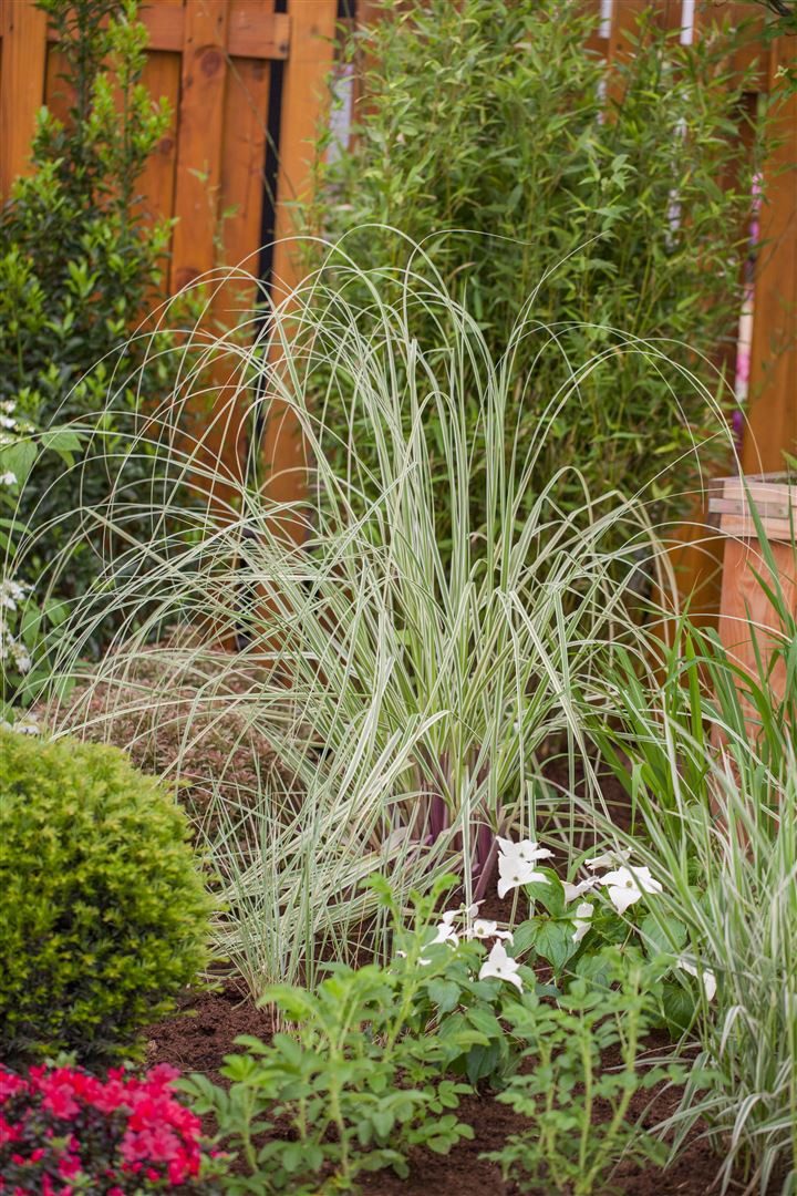 Pflanzen für Dich Gräser Cortaderia selloana Silver Star, 1 St., Pampasgras, silbrig, aufrecht