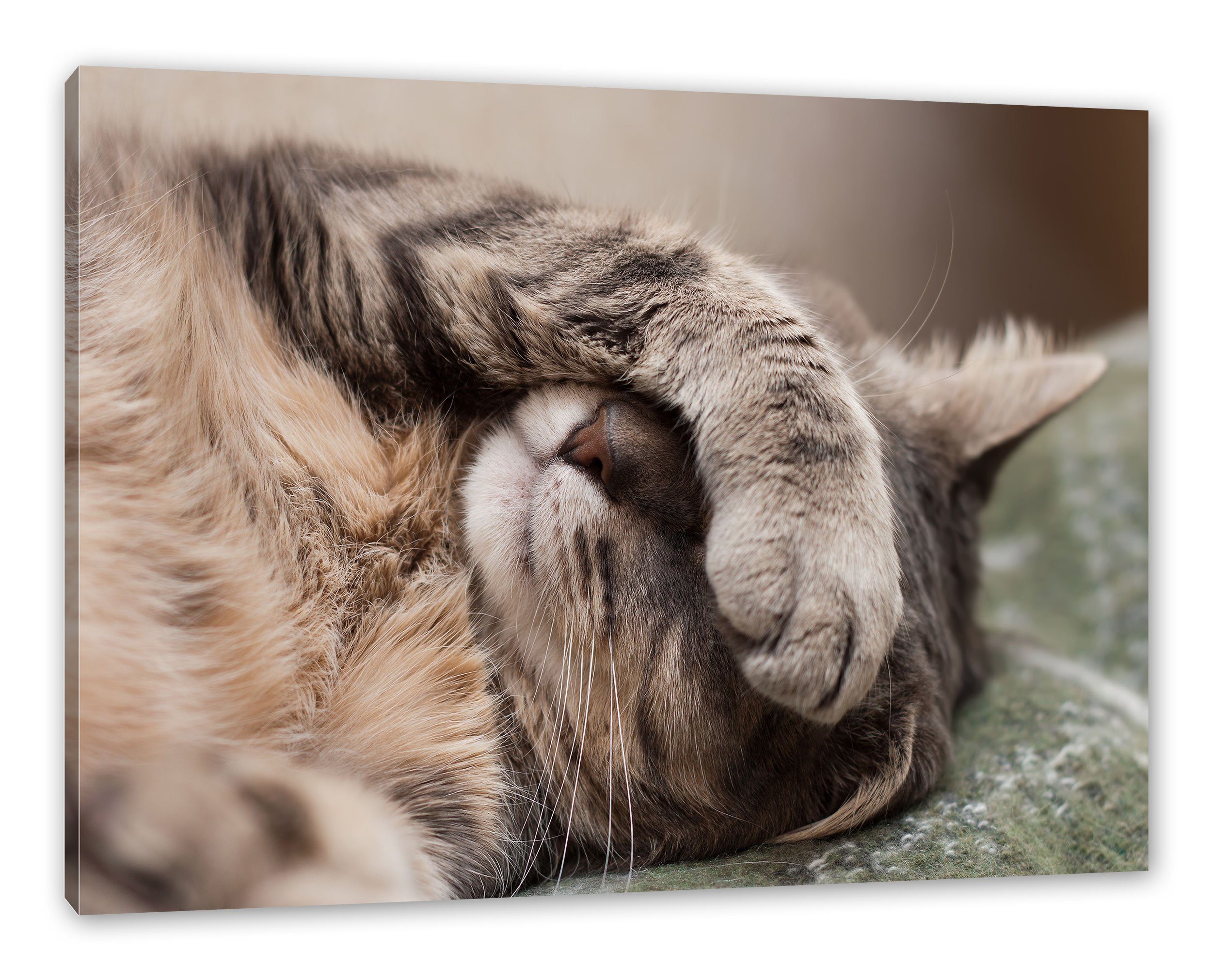 Pixxprint Leinwandbild Schüchterne niedliche Katze, Schüchterne niedliche Katze (1 St), Leinwandbild fertig bespannt, inkl. Zackenaufhänger