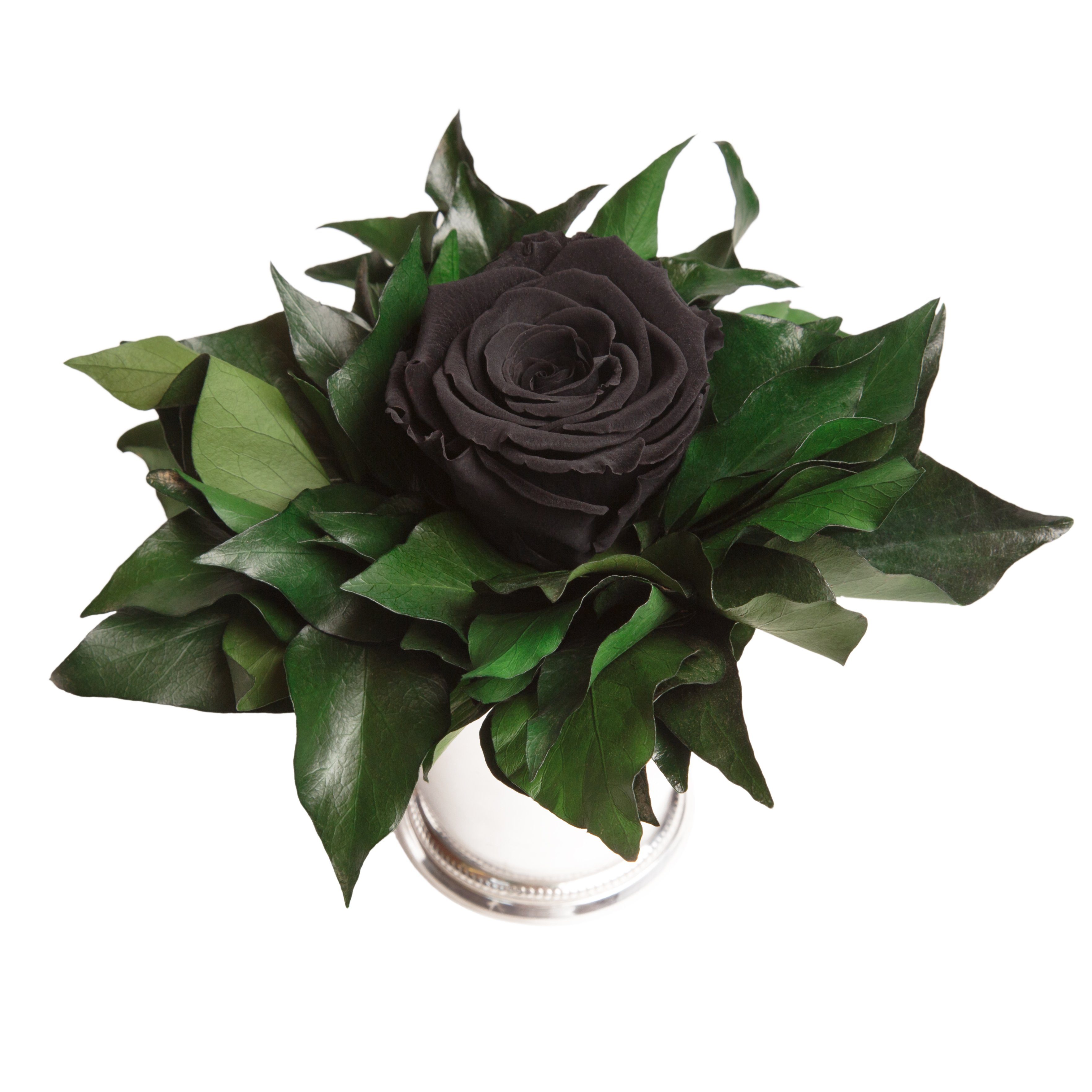 für Heidelberg, Infinity 1 Schwarz Echte Becher Frauen Geschenkidee 12 Rose, lange Blume Zimmerpflanze ROSEMARIE Rose Höhe silberfarben cm, haltbar Künstliche SCHULZ