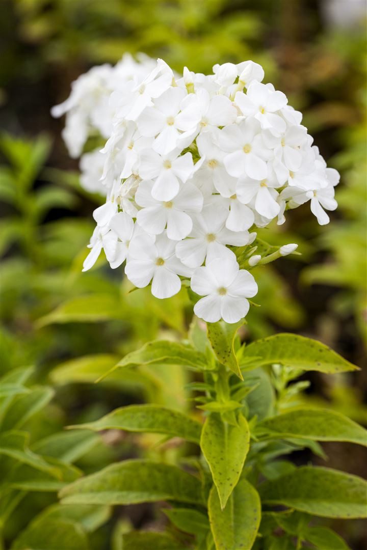 Pflanzen für Dich Staude Phlox pan. Fujiyama, 1 St., Hoher Staudenphlox, Flammenblume