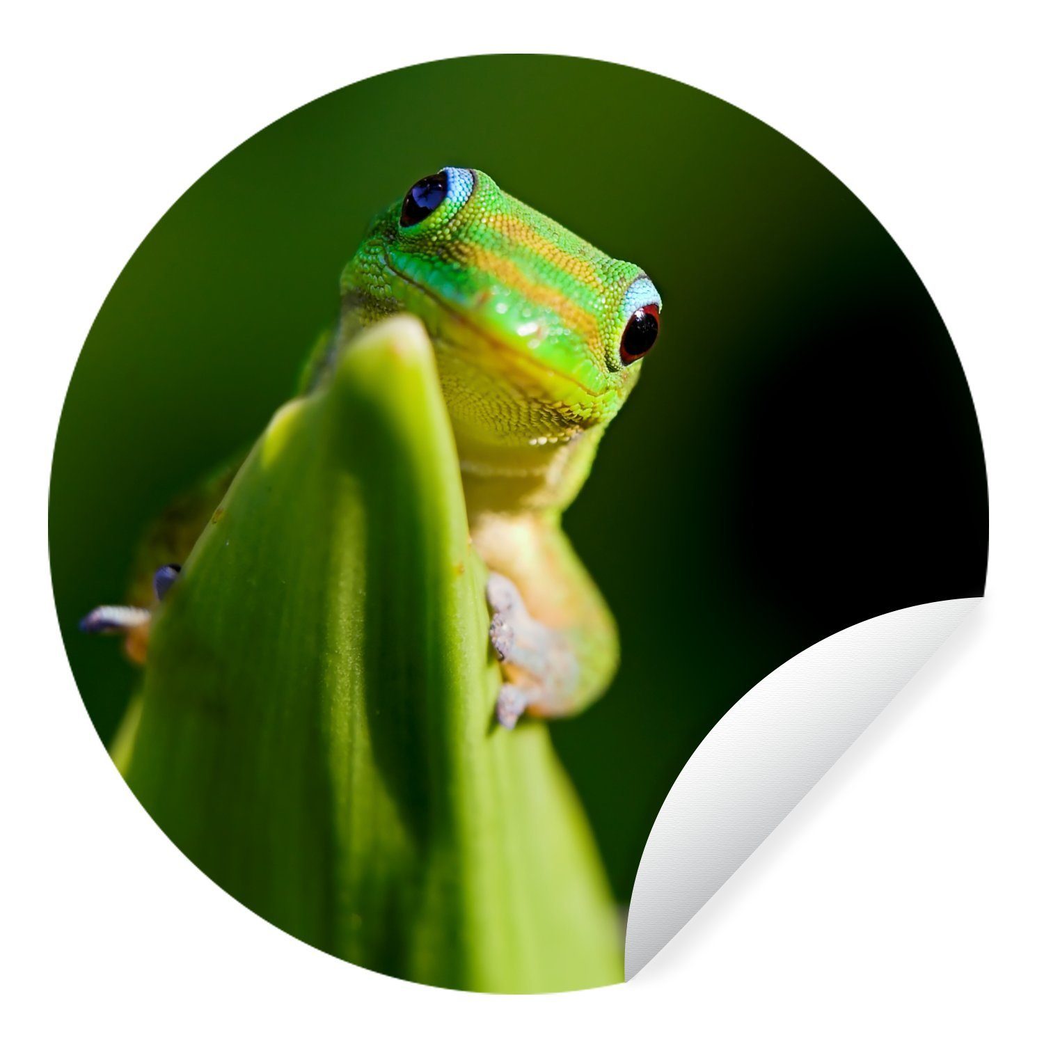 MuchoWow Wandsticker Verliebter grüner Gecko (1 St), Tapetenkreis für Kinderzimmer, Tapetenaufkleber, Rund, Wohnzimmer