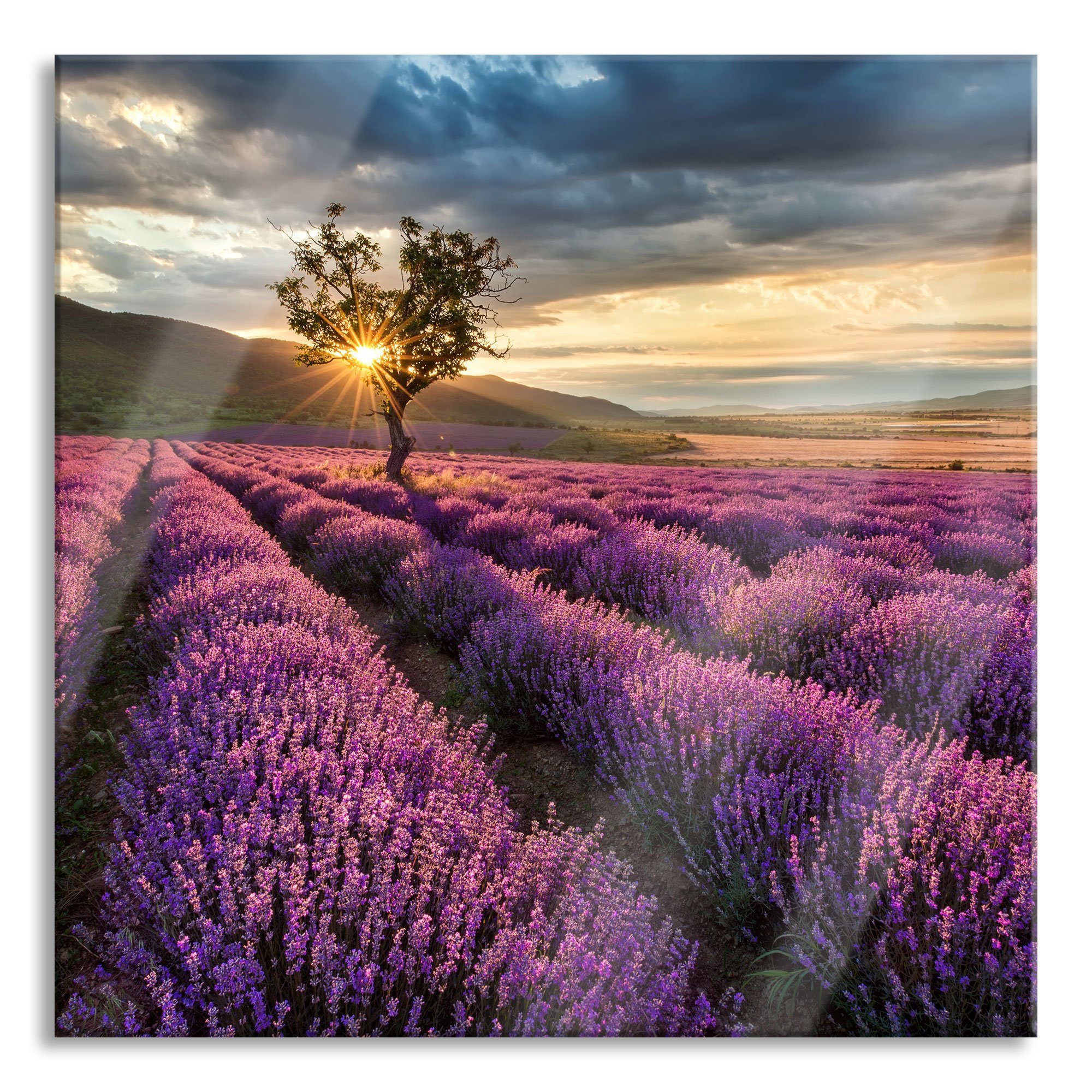 Pixxprint Glasbild Lavendel Provence mit Baum, Lavendel Provence mit Baum (1 St), Glasbild aus Echtglas, inkl. Aufhängungen und Abstandshalter