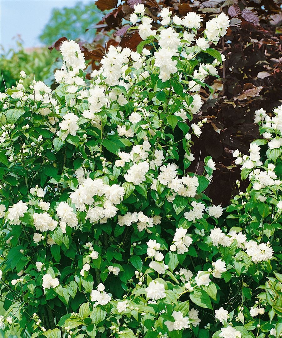 Pflanzen für Dich Gehölze Philadelphus Schneesturm, 1 St., Duftjasmin, Pfeifenstrauch