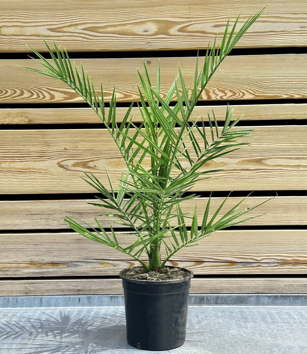 BALDUR Garten Zimmerpflanze Kanarische Dattelpalme ca. 50-60 cm hoch, 1 St., Phoenixpalme, winterhart, pflegeleicht