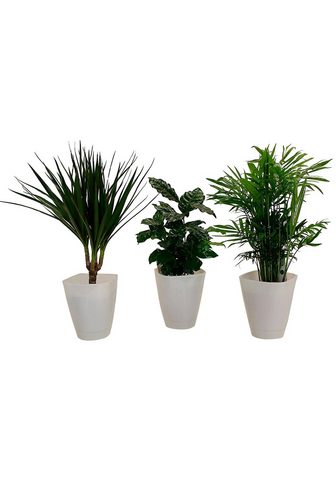 Dominik Zimmerpflanze »Palmen-Set« Höhe: 30 cm...