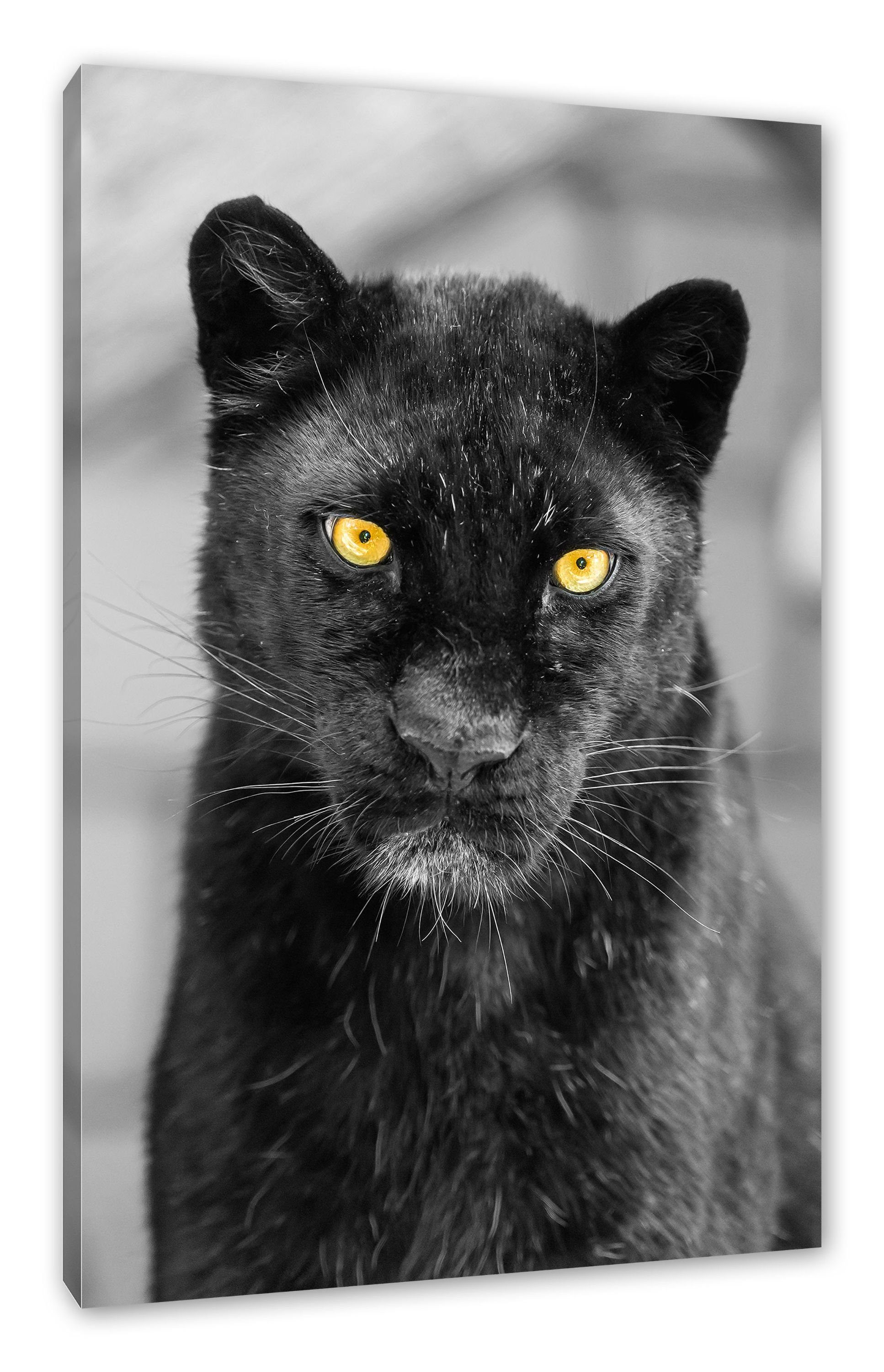 Pixxprint Leinwandbild prächtiger Panther, prächtiger Panther (1 St), Leinwandbild fertig bespannt, inkl. Zackenaufhänger | Leinwandbilder