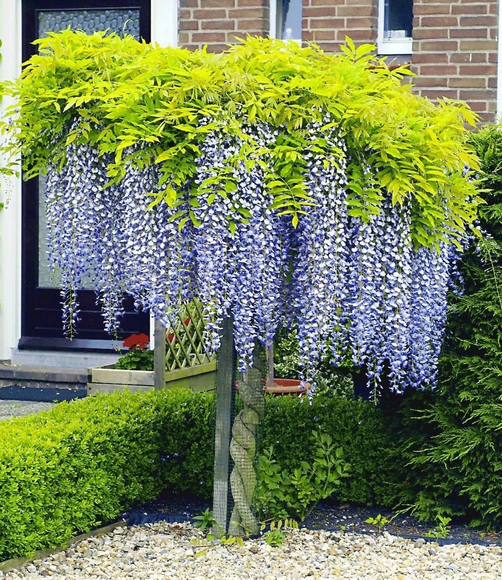 BALDUR Garten Zierstrauch Blauregen auf Stamm, 1 St., Glyzinie, Wisterie,winterhart, mehrjährig