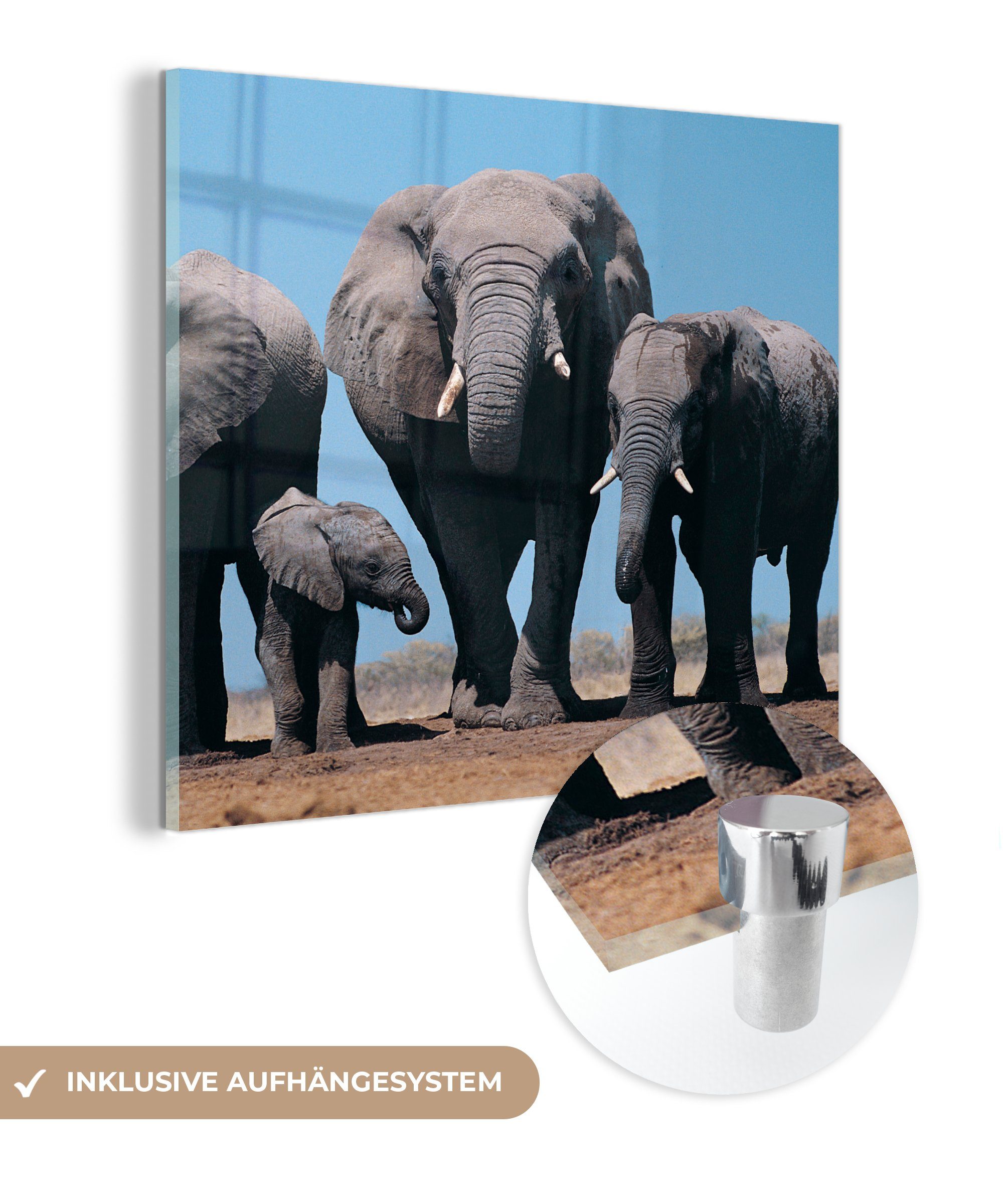 MuchoWow Acrylglasbild Elefant - Prärie - Tiere - Natur, (1 St), Glasbilder - Bilder auf Glas Wandbild - Foto auf Glas - Wanddekoration