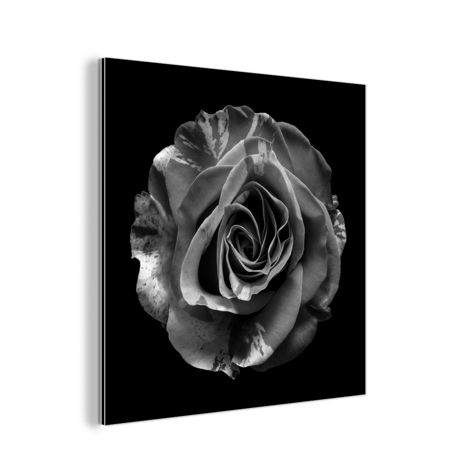 MuchoWow Metallbild Blumen - Rose - Schwarz - Weiß - Botanisch, (1 St), Alu-Dibond-Druck, Gemälde aus Metall, Aluminium deko