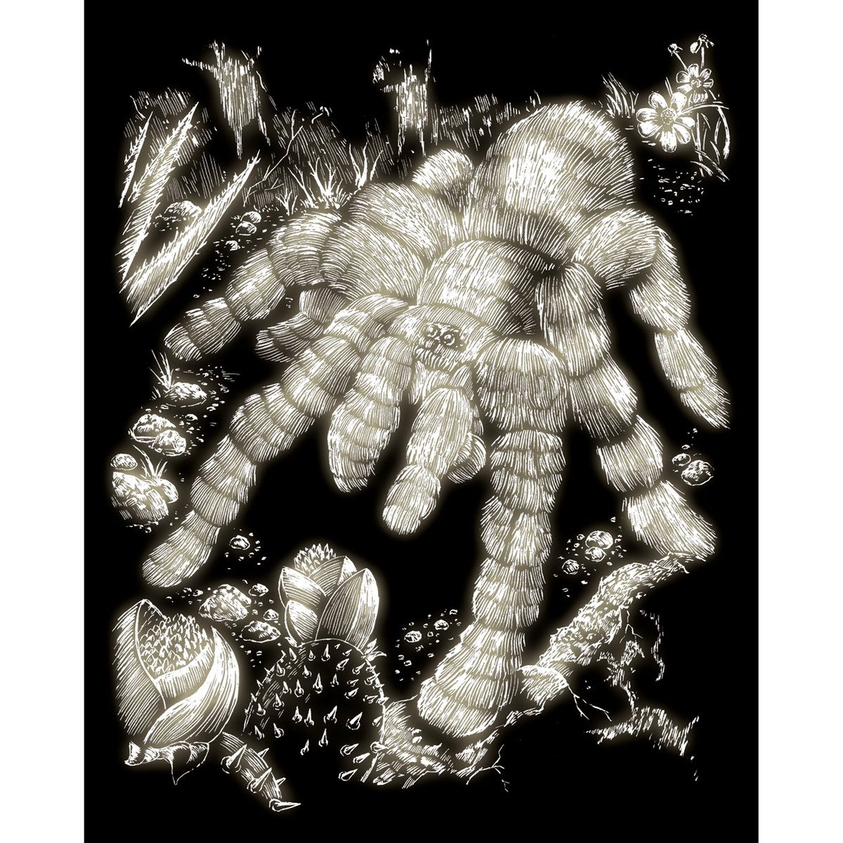 Pracht Bild PRACHT Kratzbild Tarantel Glow in the Dark 20x25cm