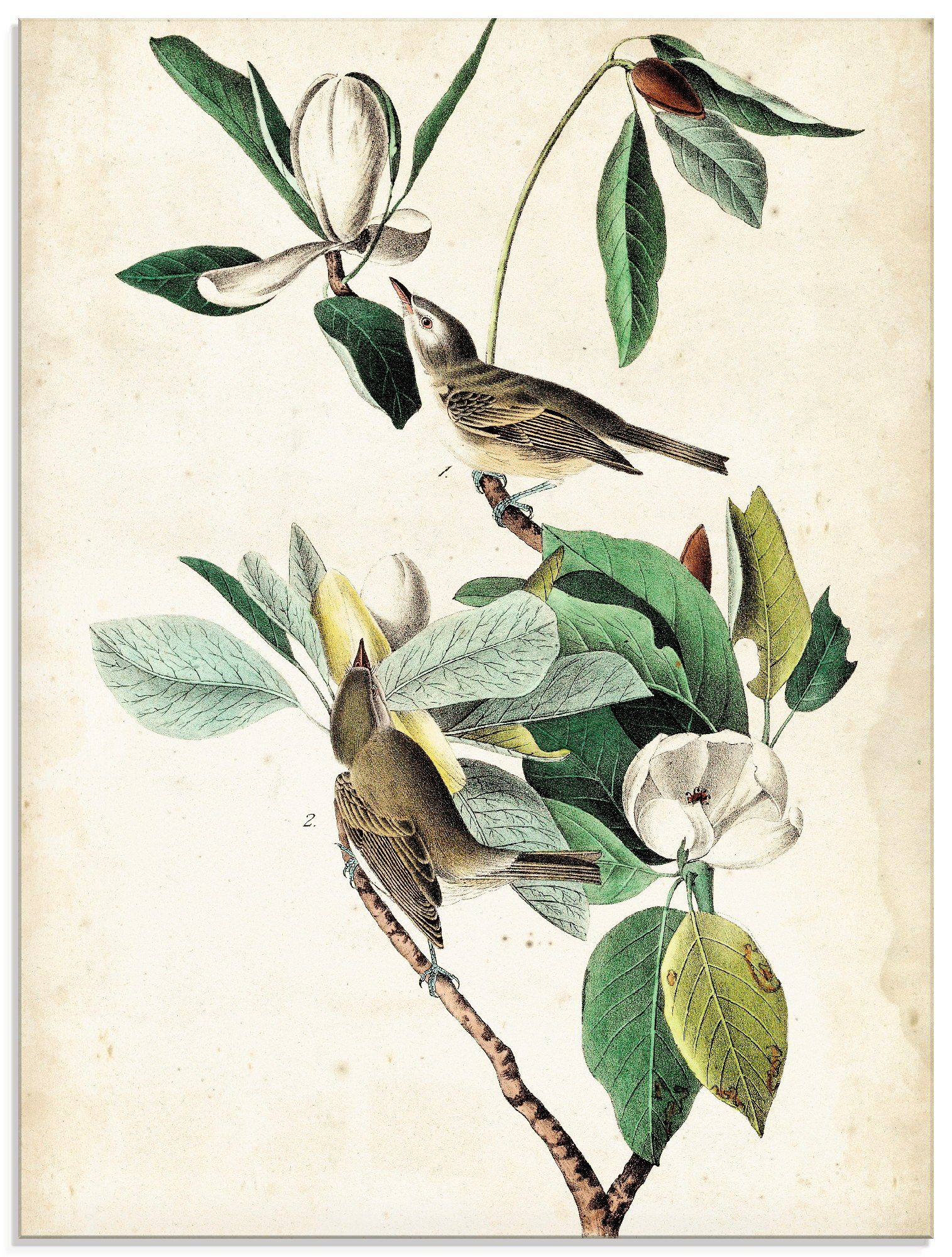 Artland Glasbild Sängervireo, Vögel (1 St), in verschiedenen Größen