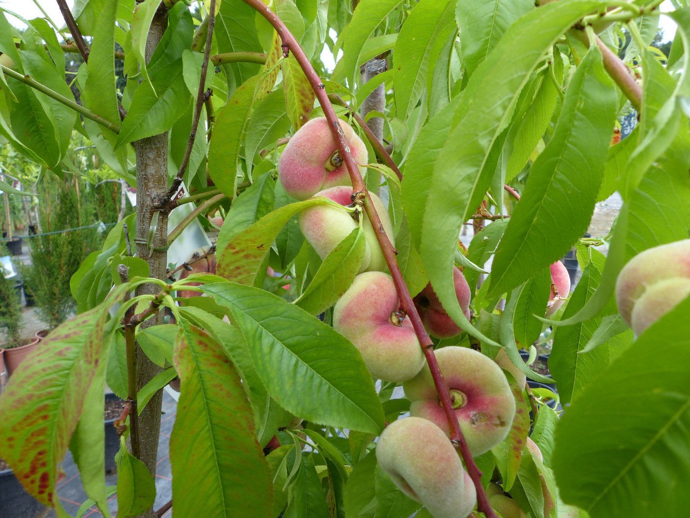 Thumbnail - gruenwaren jakubik Pfirsichbaum Plattpfirsich Pfirsich 170 - 180 cm Pfirsichbaum Prunus persica