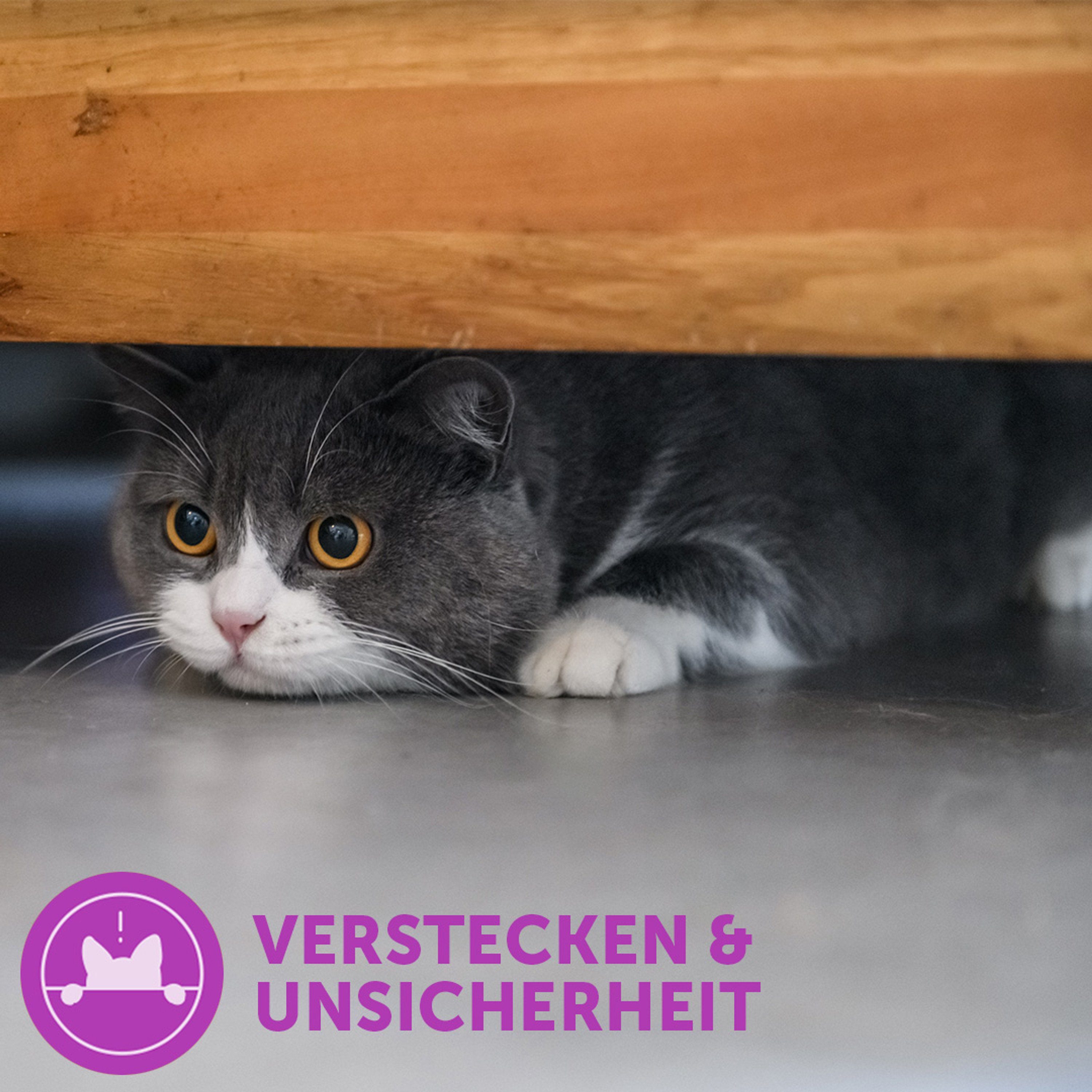 Katzenstreu FELIWAY® Classic Spray 20ml – entspannte Katzen zuhause und unterwegs