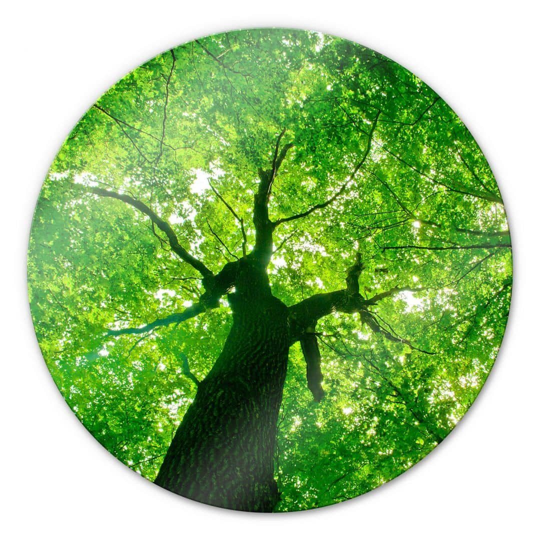 K&L Wall Art Glasbild Glas Wandbild Rund Glasbild Baumkrone Wald Spaziergang, Wandschutz Deko Bilder