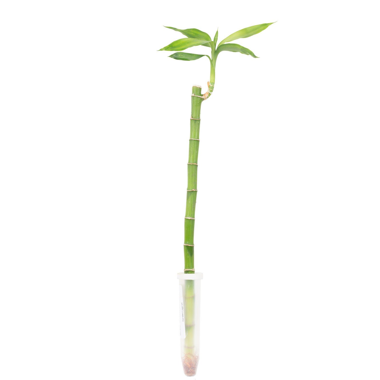 Flowerbox Zimmerpflanze Glücksbambus "Lucky Bamboo" gerader Stengel - Dracaena Sanderiana, im Röhrchen - Höhe ca. 50 cm, Topf-Ø 5 cm