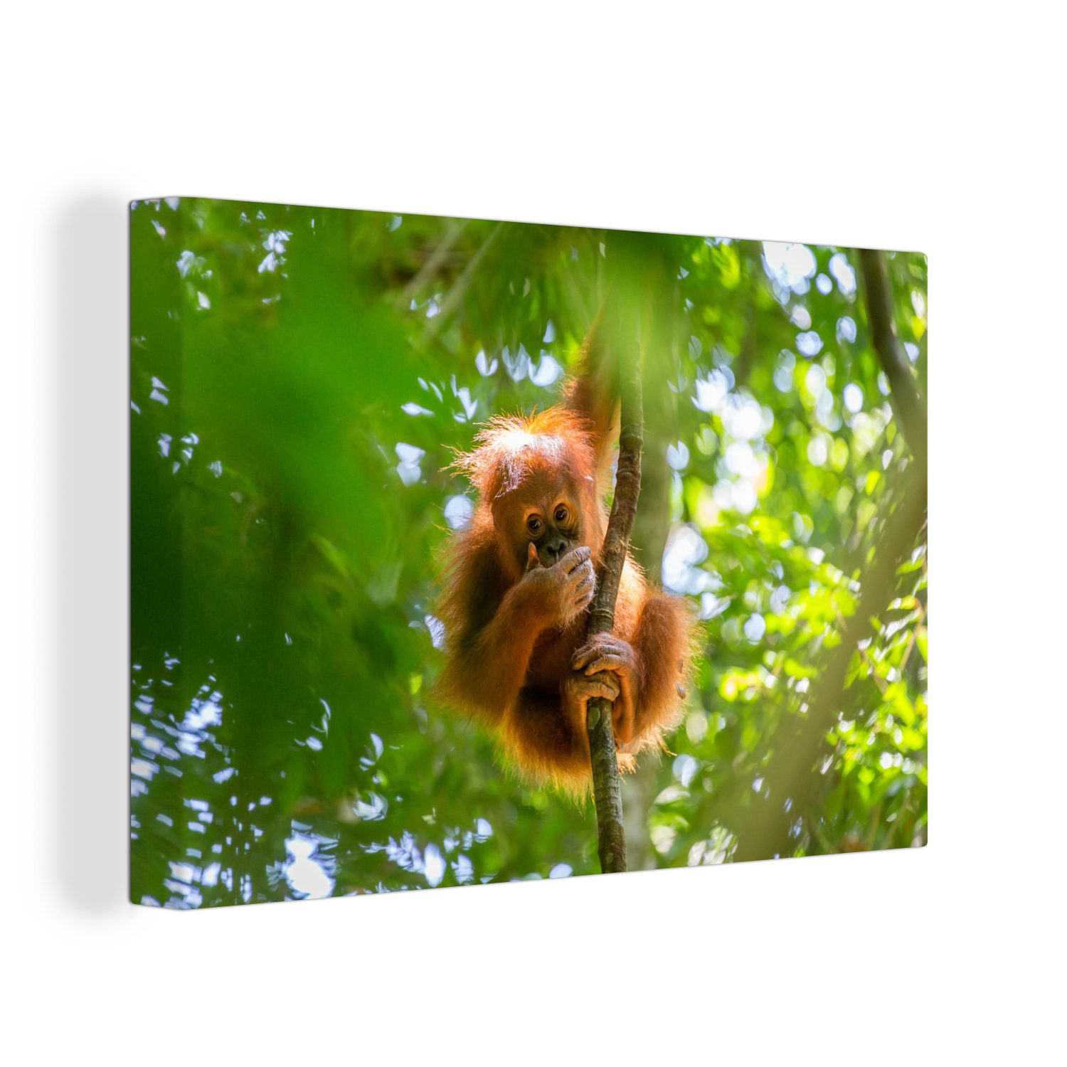 Tiere, Affe OneMillionCanvasses® Baum Leinwandbild Wanddeko, (1 Wandbild cm 30x20 Aufhängefertig, St), Leinwandbilder, - -