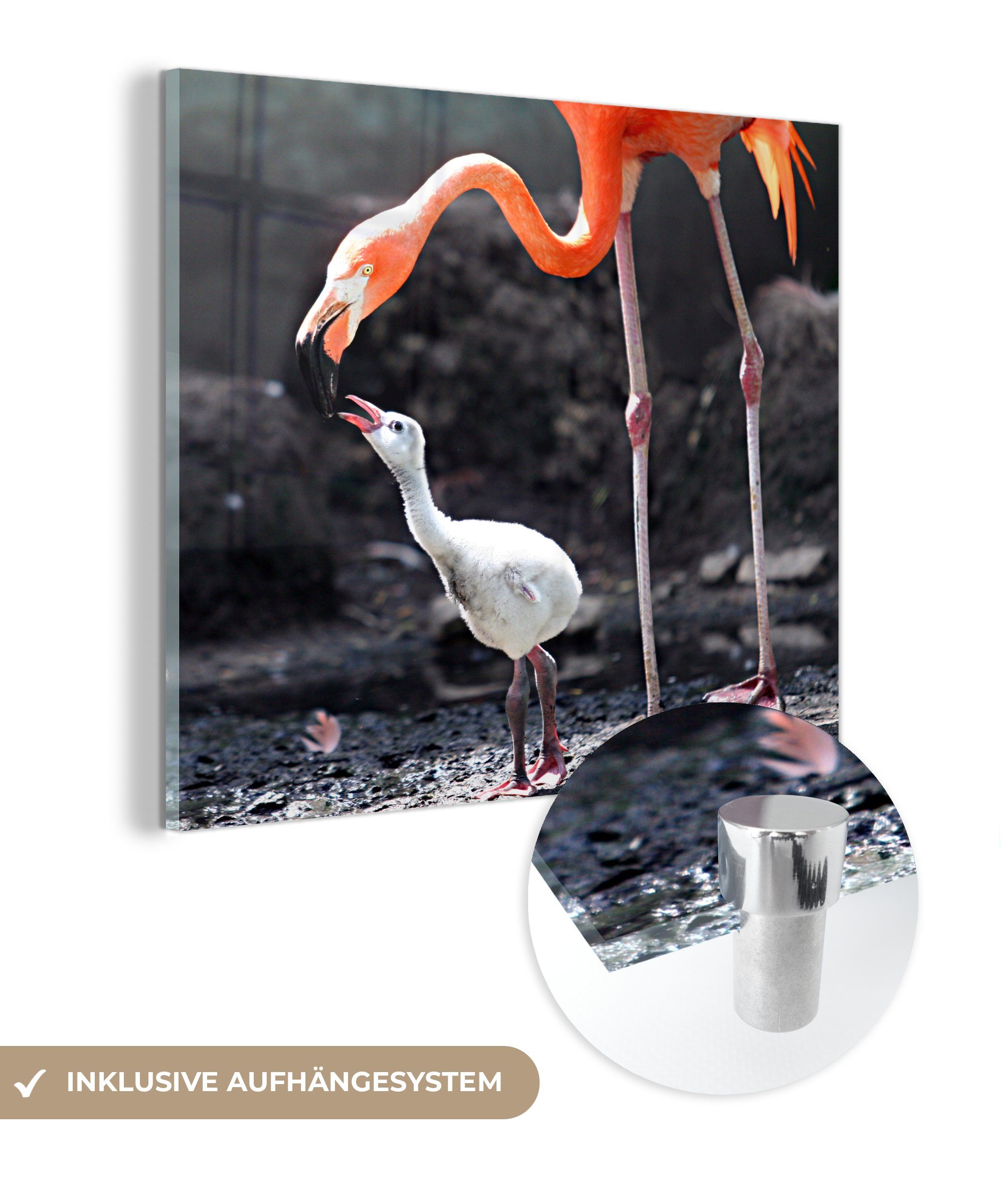 auf Glas (1 Glasbilder Foto St), Bilder Wandbild - Acrylglasbild - Flamingo Wanddekoration Glas Mutter Baby, - MuchoWow ihr füttert auf