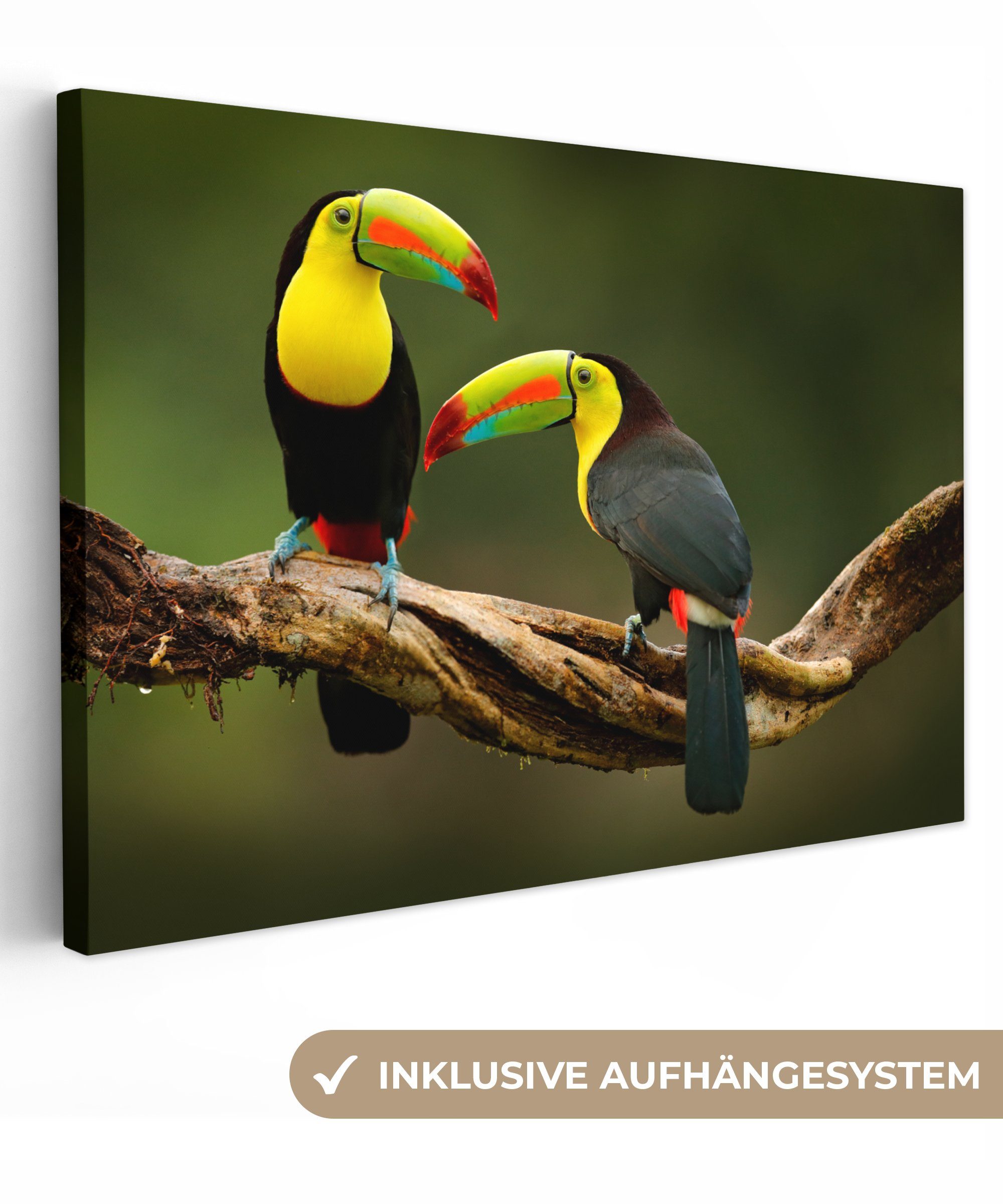 OneMillionCanvasses® Leinwandbild Vögel - Tukan - Zweig - Tiere - Regenbogen, Fotodruck (1 St), Leinwand Bilder Klein, Wand Dekoration Aesthetic 30x20 cm
