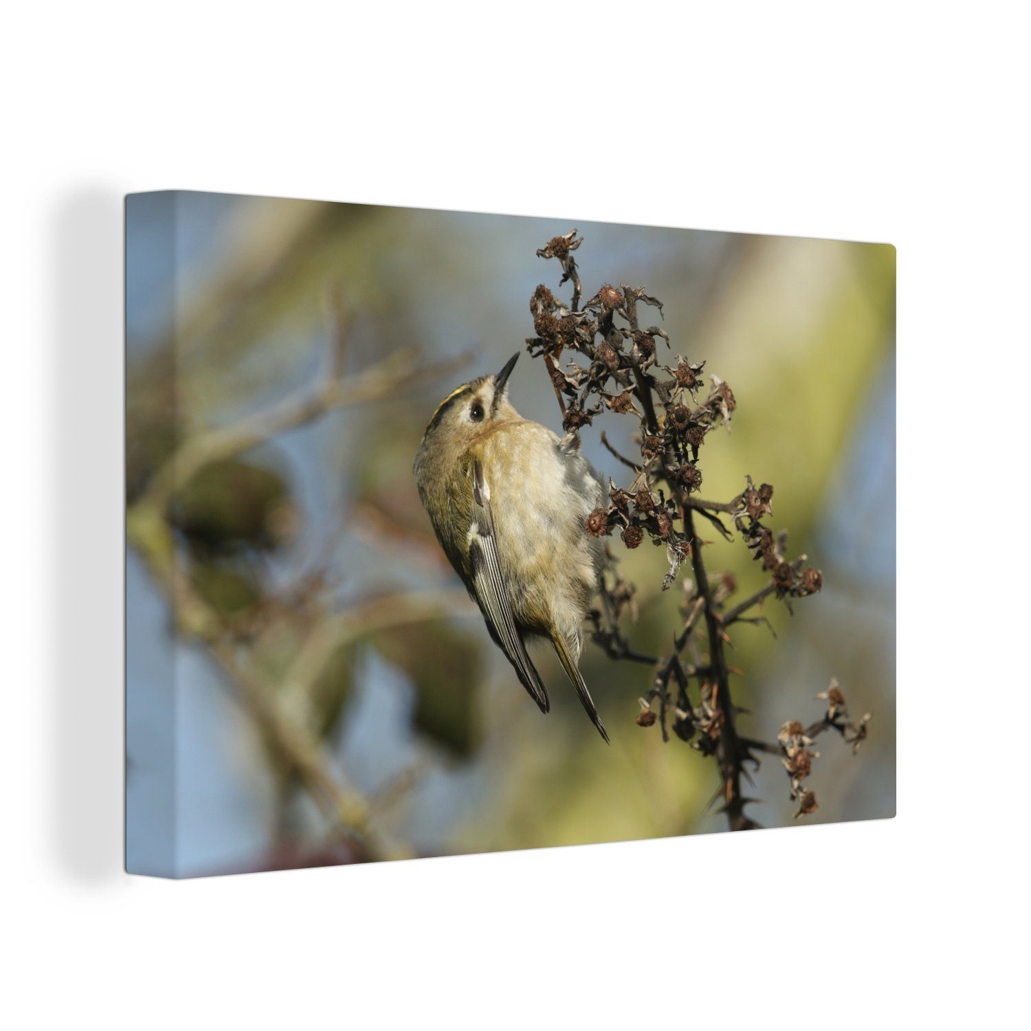 OneMillionCanvasses® Leinwandbild Einsames Wintergoldhähnchen auf einem braunen Ast, (1 St), Wandbild Leinwandbilder, Aufhängefertig, Wanddeko, 30x20 cm