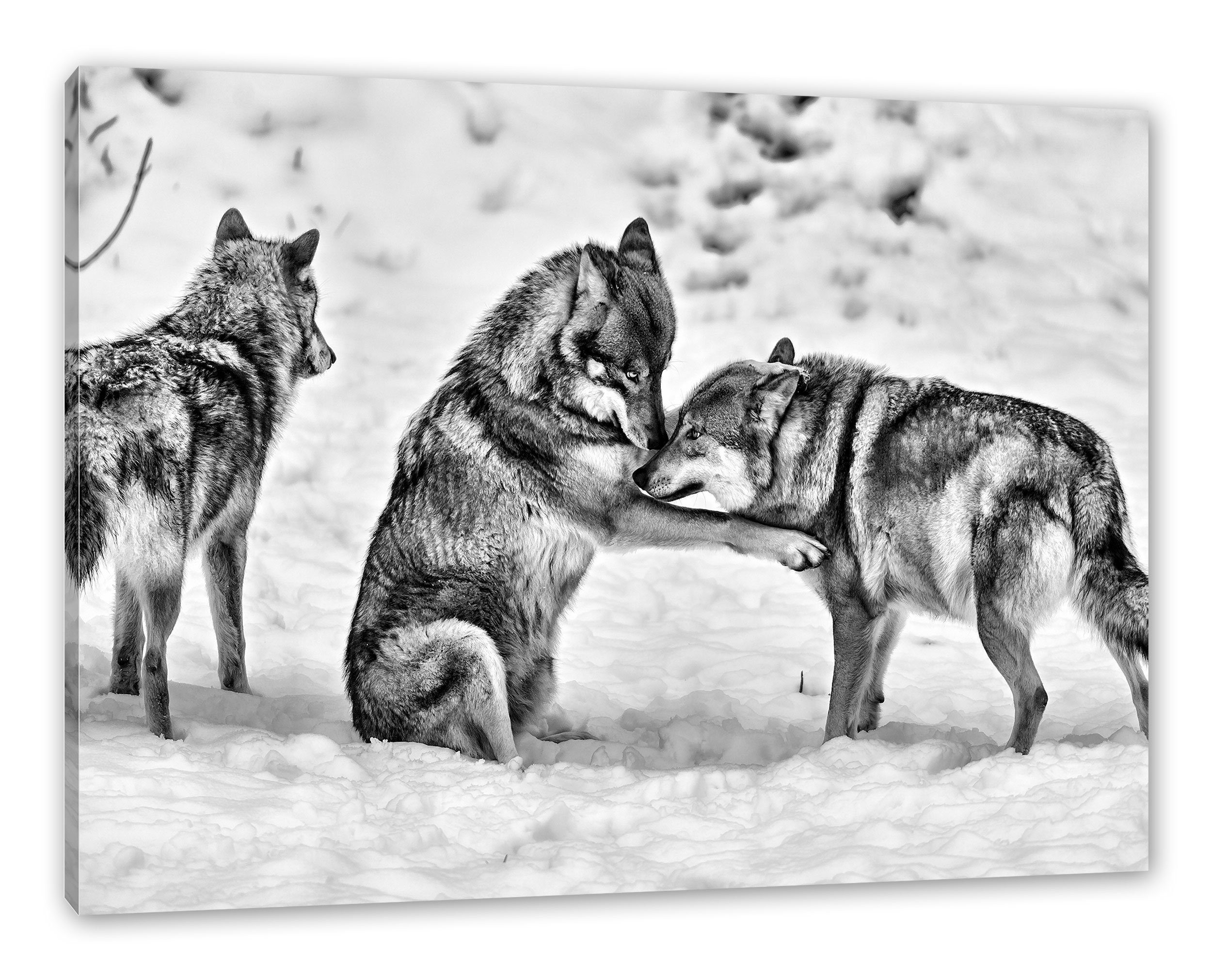 Pixxprint Leinwandbild spielendes Wolfsrudel, spielendes Wolfsrudel (1 St), Leinwandbild fertig bespannt, inkl. Zackenaufhänger