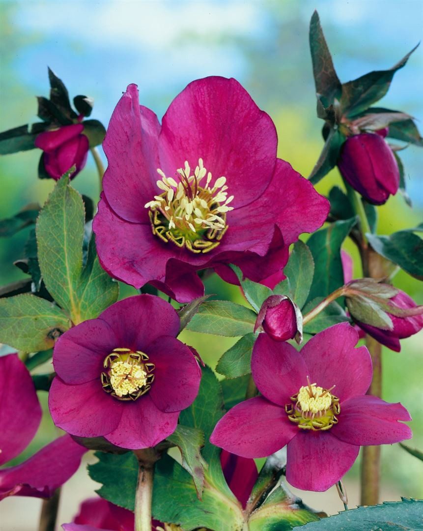 Pflanzen für Dich Staude Helleborus or. Red Lady, 1 St., Christrose, Lenzrose
