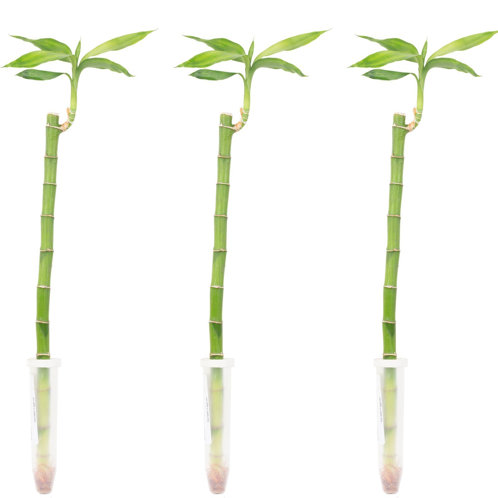 Flowerbox Zimmerpflanze Glücksbambus "Lucky Bamboo" gerader Stengel 3er-Set, pflegeleicht - Höhe ca. 50 cm - im Röhrchen