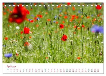 CALVENDO Wandkalender Mohnblumen (Tischkalender 2024 DIN A5 quer), CALVENDO Monatskalender