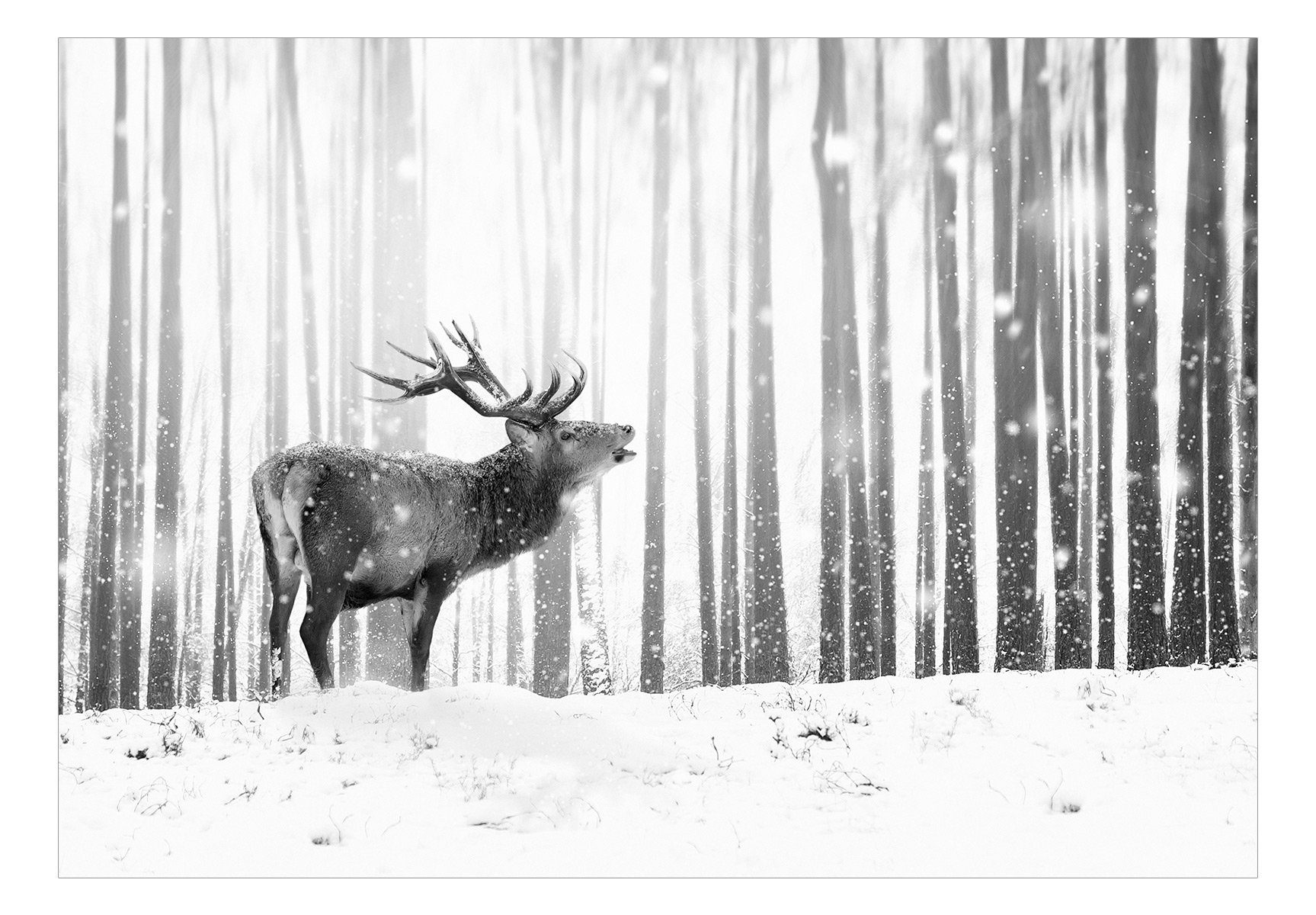 KUNSTLOFT Vliestapete Deer in matt, the 0.98x0.7 (Black m, Snow lichtbeständige White) and Design Tapete