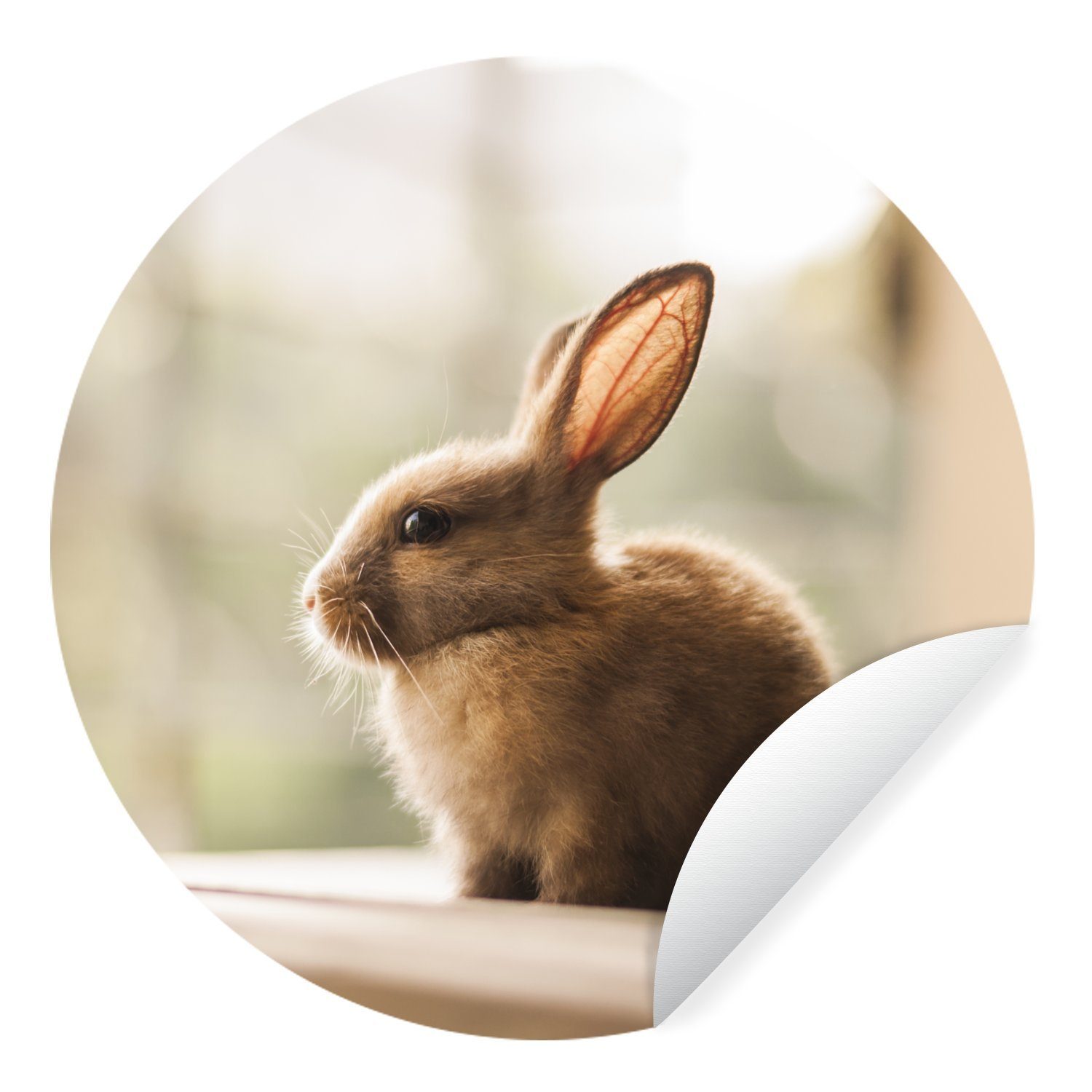 MuchoWow Wandsticker Kaninchen - Baby - Tier (1 St), Tapetenkreis für Kinderzimmer, Tapetenaufkleber, Rund, Wohnzimmer