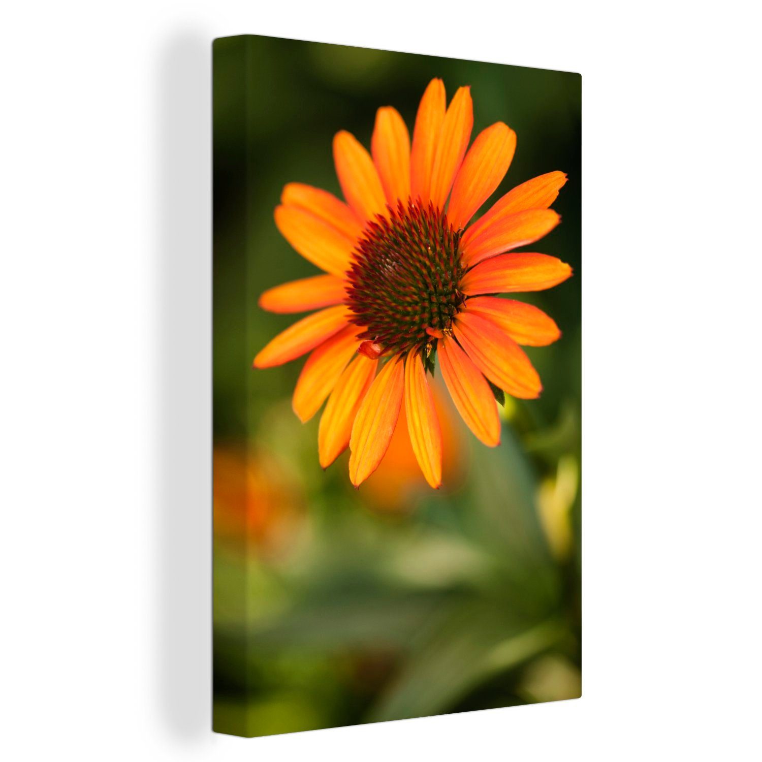 OneMillionCanvasses® Leinwandbild Leuchtend orangefarbene Echinacea-Blüte, (1 St), Leinwandbild fertig bespannt inkl. Zackenaufhänger, Gemälde, 20x30 cm