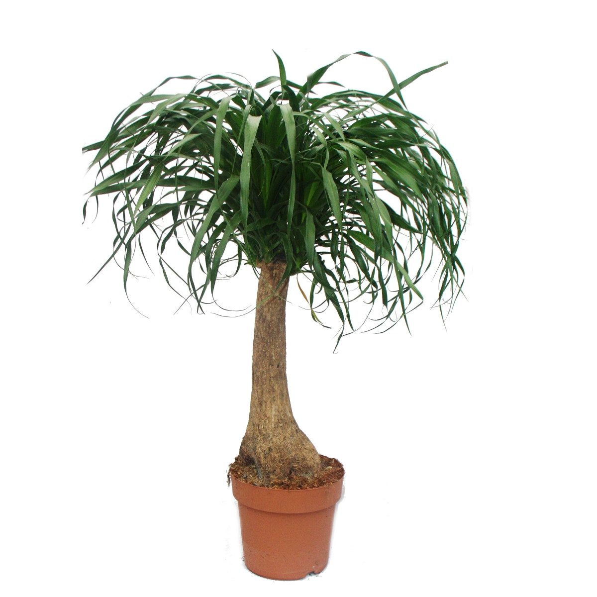 Exotenherz Zimmerpflanze Beaucarnea (Nolina), Elefantenfuß, 19cm, gerader Stamm