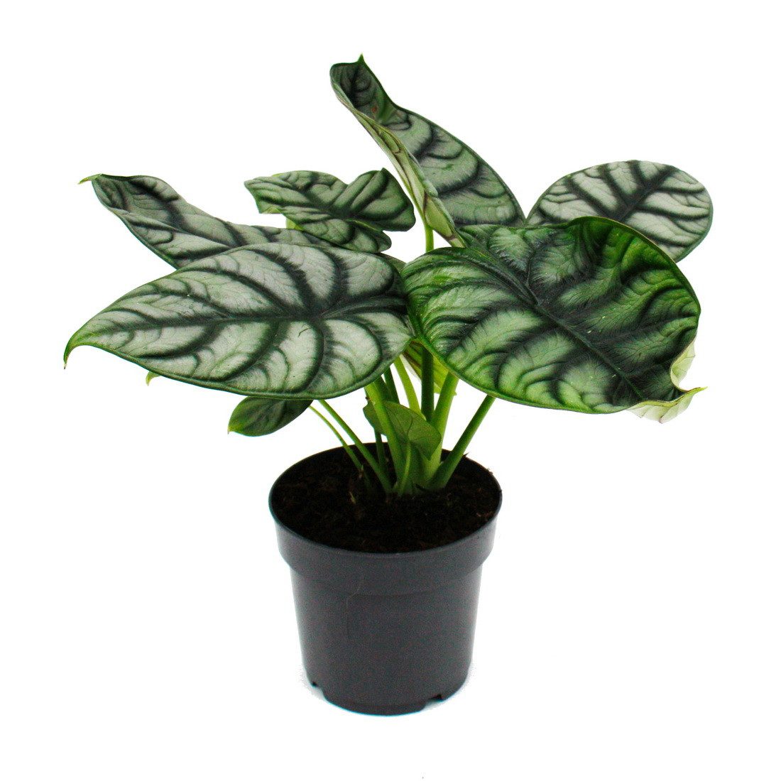 Exotenherz Zimmerpflanze Alocasia baginda Silver Dragon Alokasie Pfeilblatt 12cm Topf
