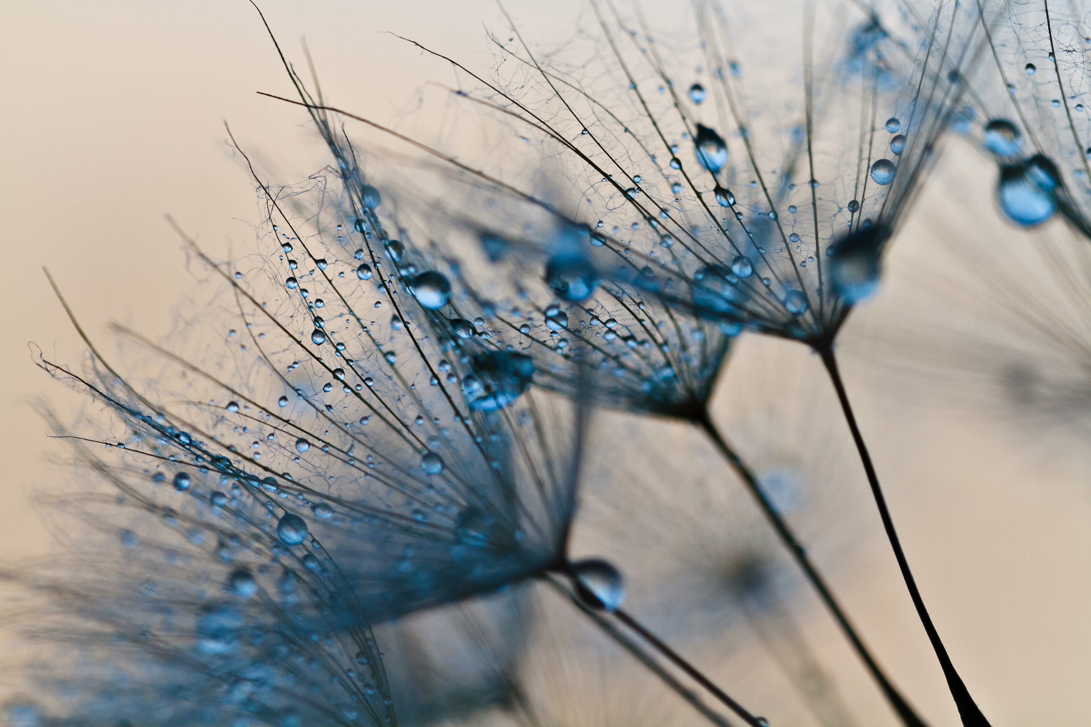 Papermoon Fototapete Abstract Dandelions, glatt günstig online kaufen