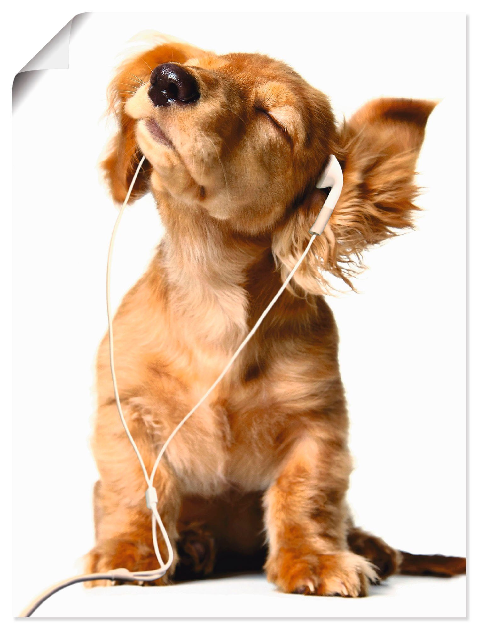Artland Wandbild Junger Hund hört Musik über Kopfhörer, Haustiere (1 St), als Leinwandbild, Wandaufkleber oder Poster in versch. Größen