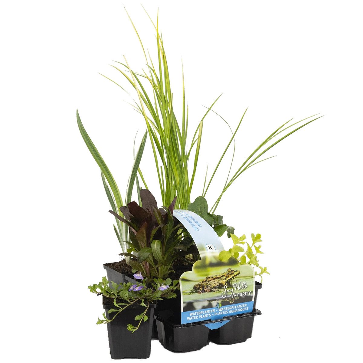 Bloomique Wasserpflanze Bloomique - 6er Set - Reinigende Teichpflanzen - Wasserpflanzen Minite, 6 St.